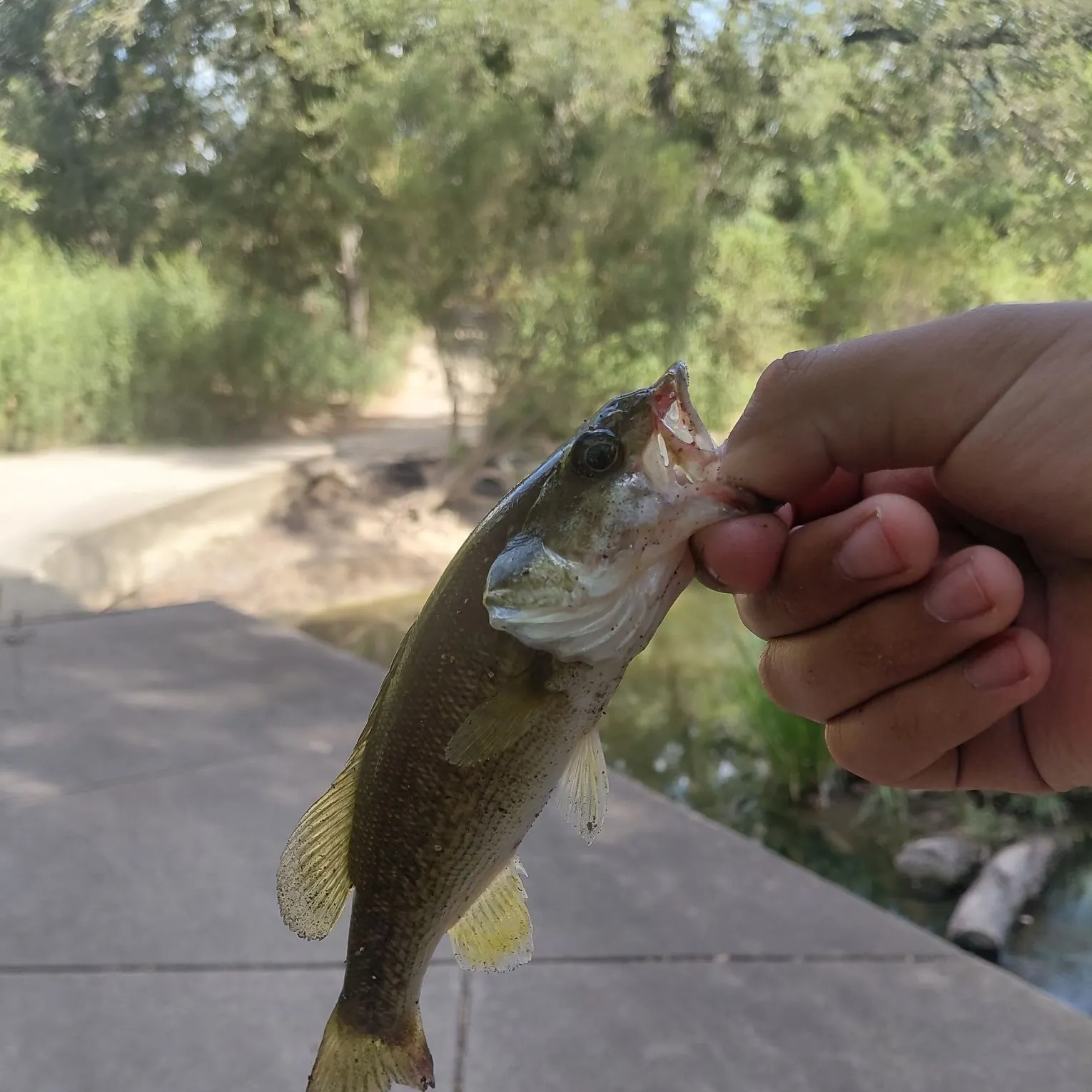 Spotted bass caught on Fishbrain