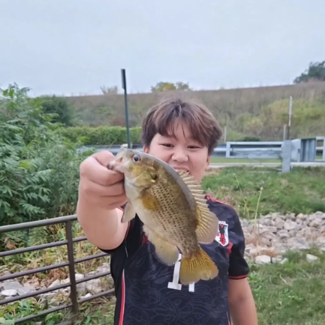 The most recent Rock bass catches on Fishbrain