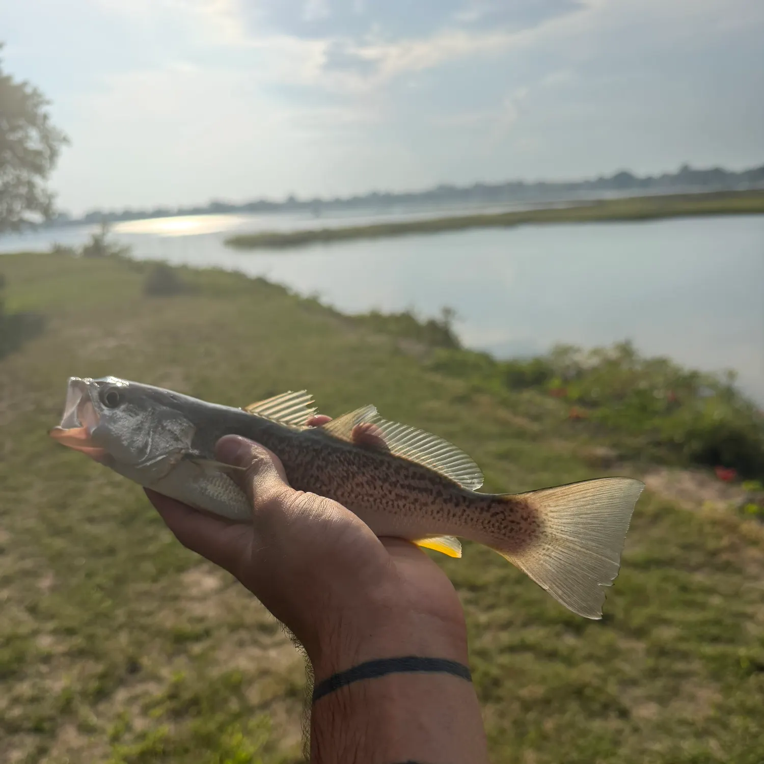 Gray weakfish caught on Fishbrain