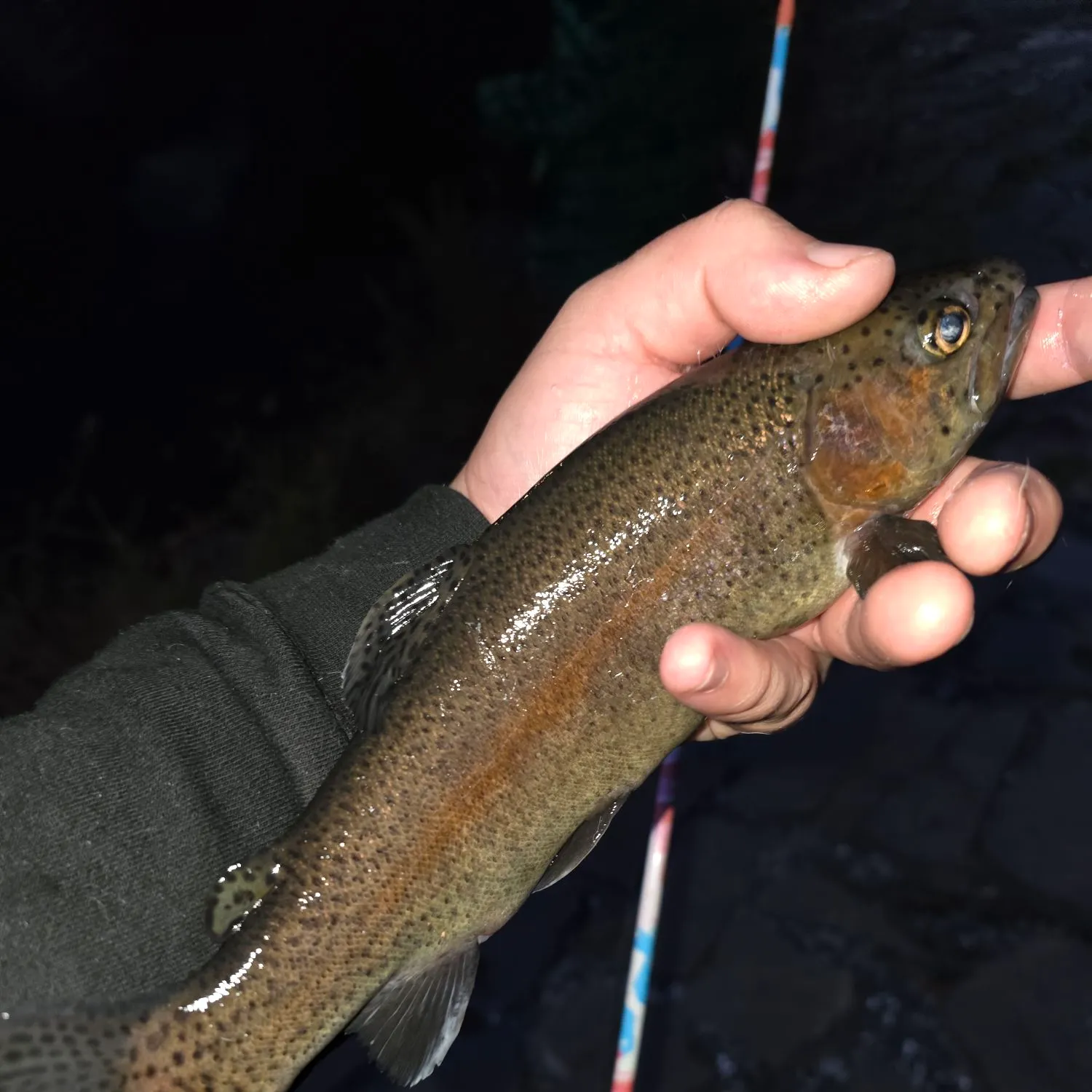 Rainbow trout caught on Fishbrain