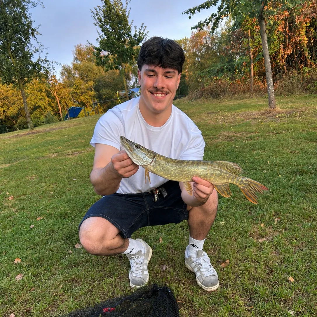 Northern pike caught on Fishbrain