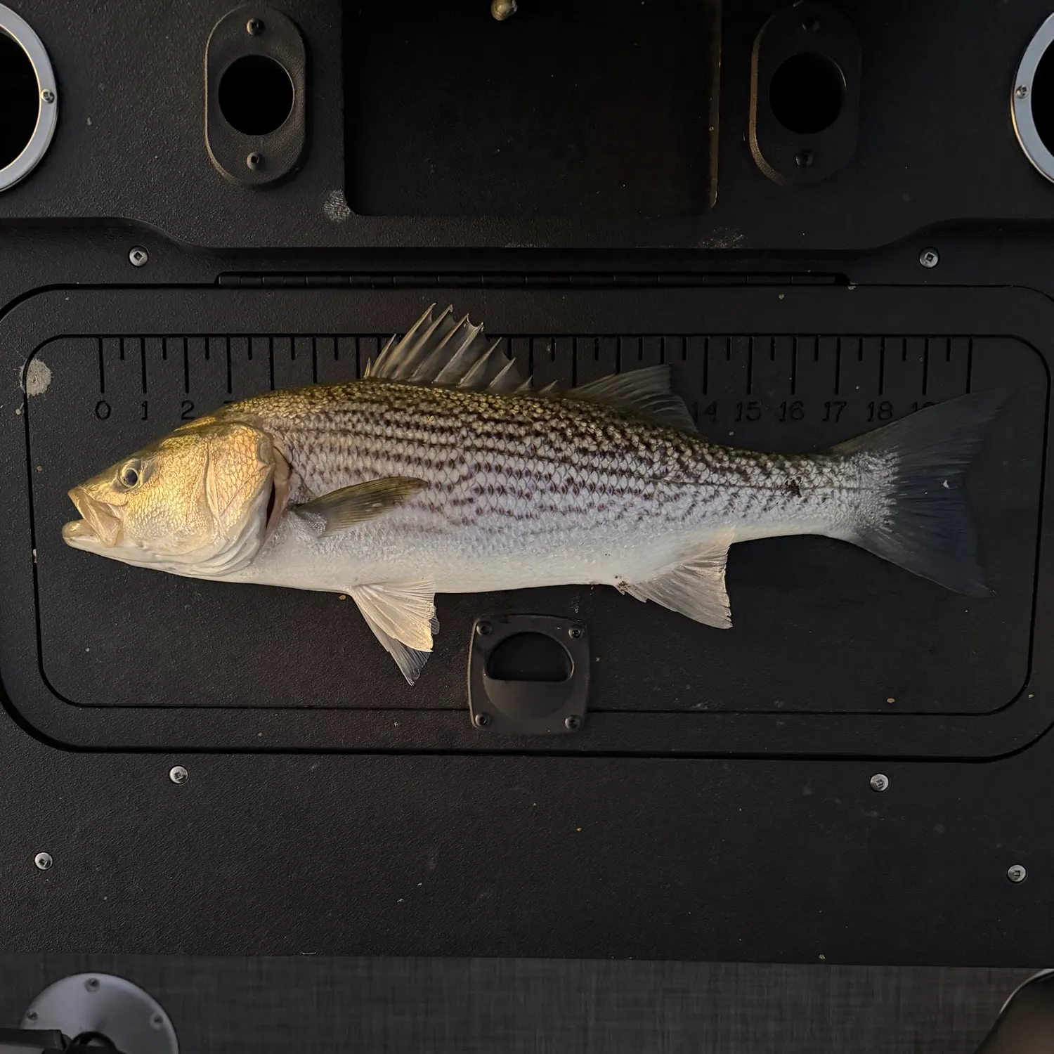 recently logged catches