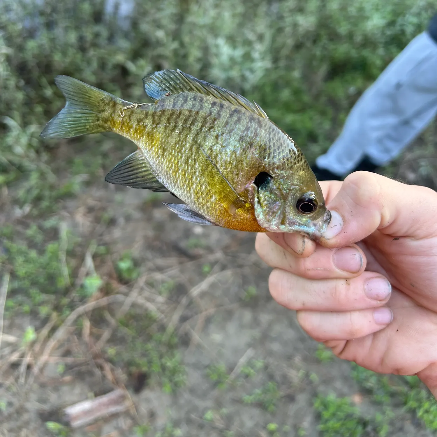 Bluegill caught on Fishbrain