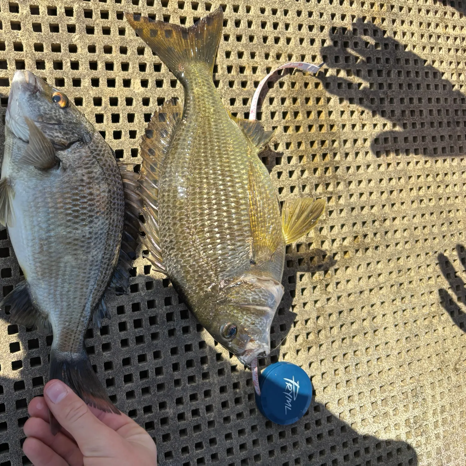 Southern black bream caught on Fishbrain