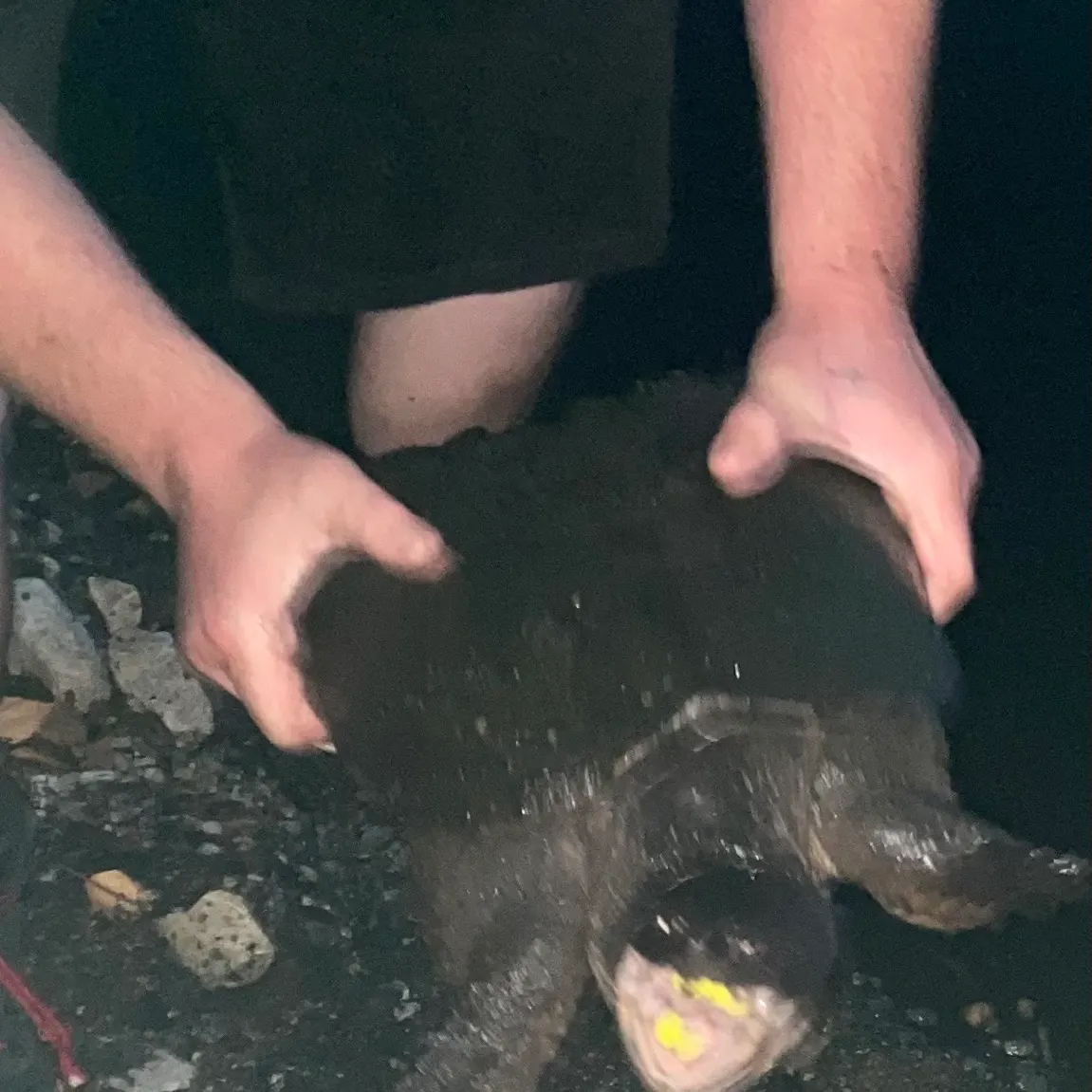 Common snapping turtle caught on Fishbrain