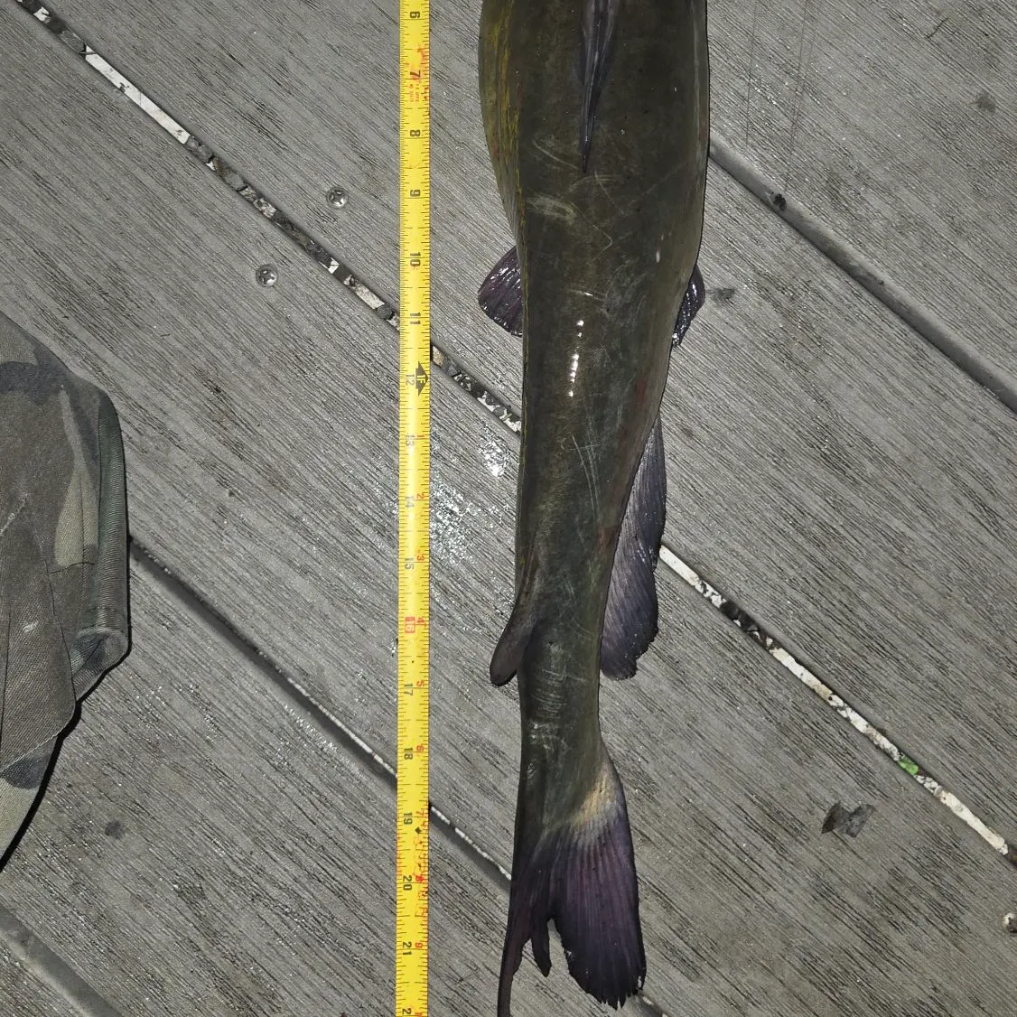 Channel catfish caught on Fishbrain