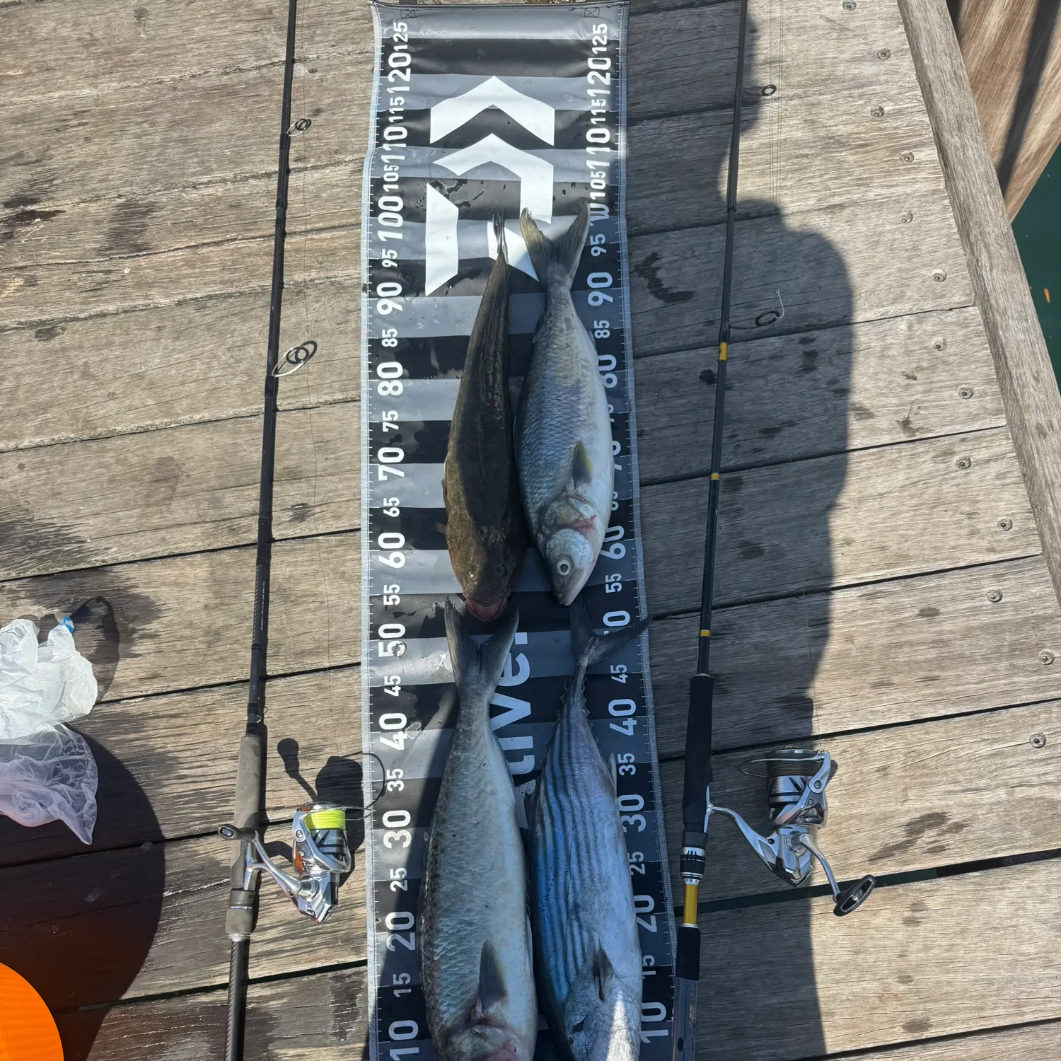 Fish caught on Fishbrain