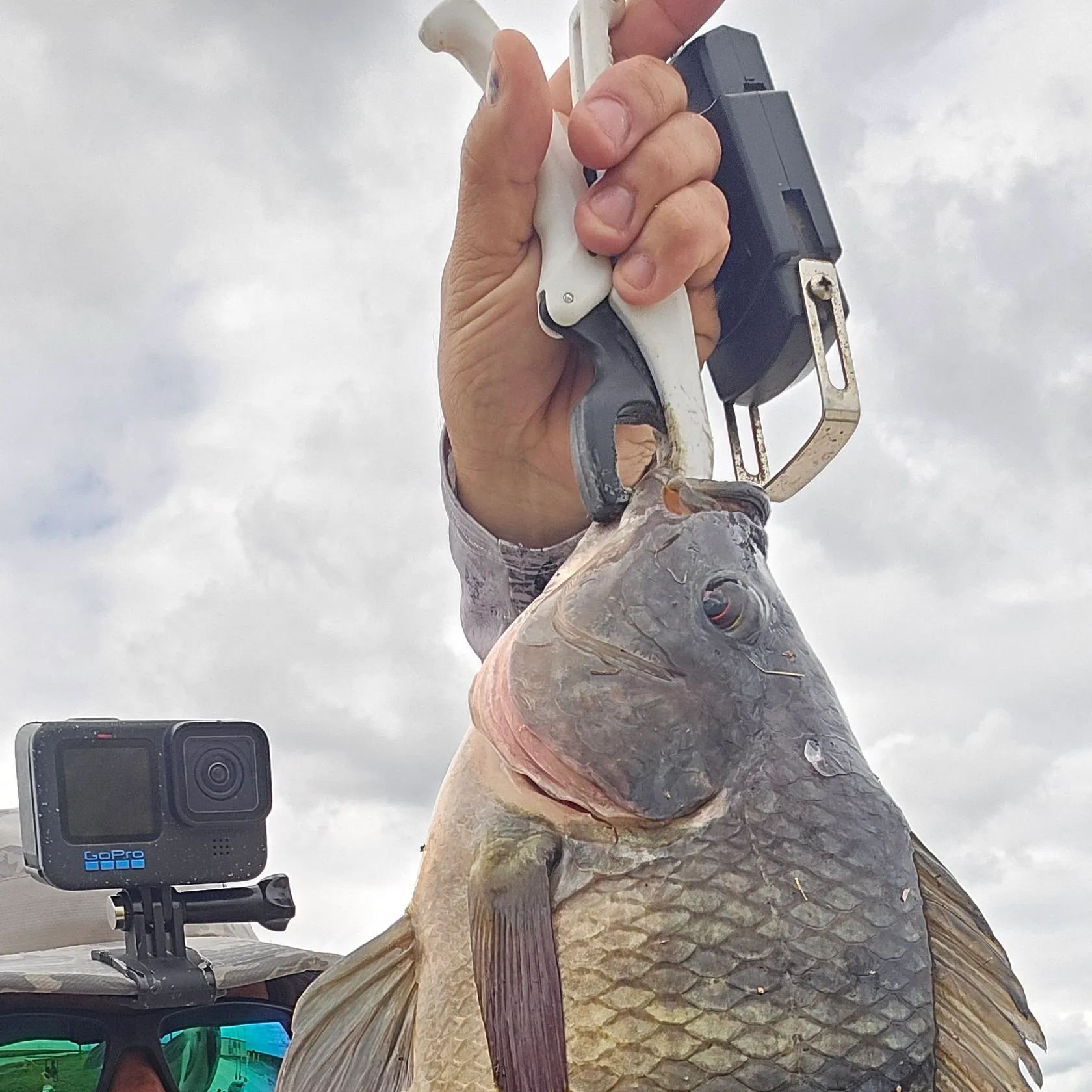 The most recent Blue tilapia catches on Fishbrain