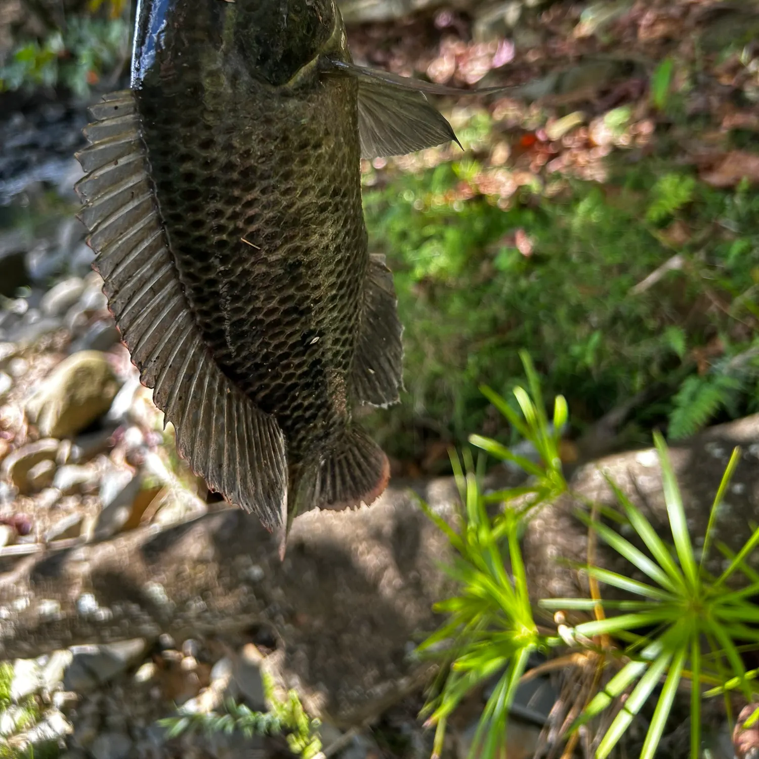 The most recent Nile tilapia catches on Fishbrain