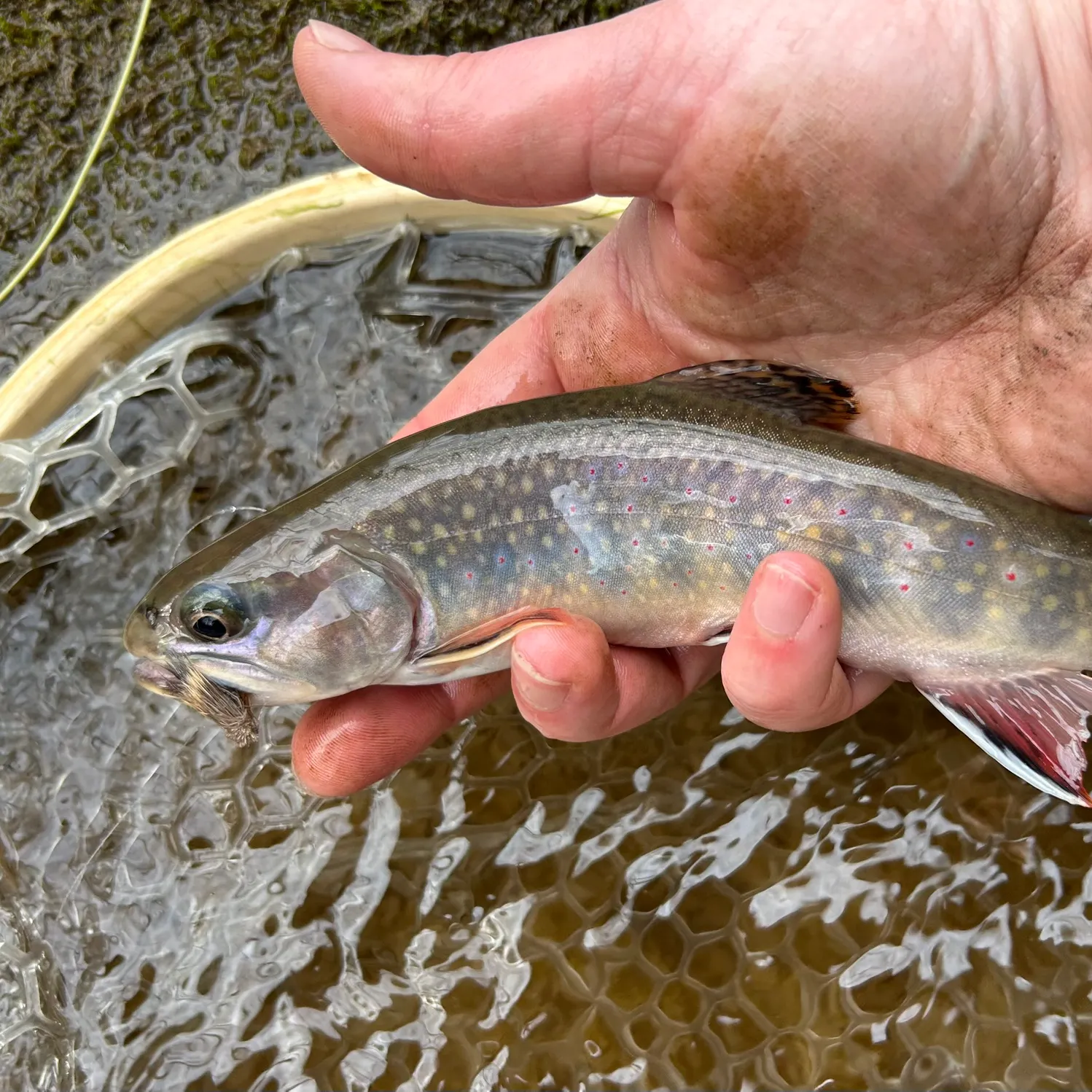 The most recent Brook trout catches on Fishbrain