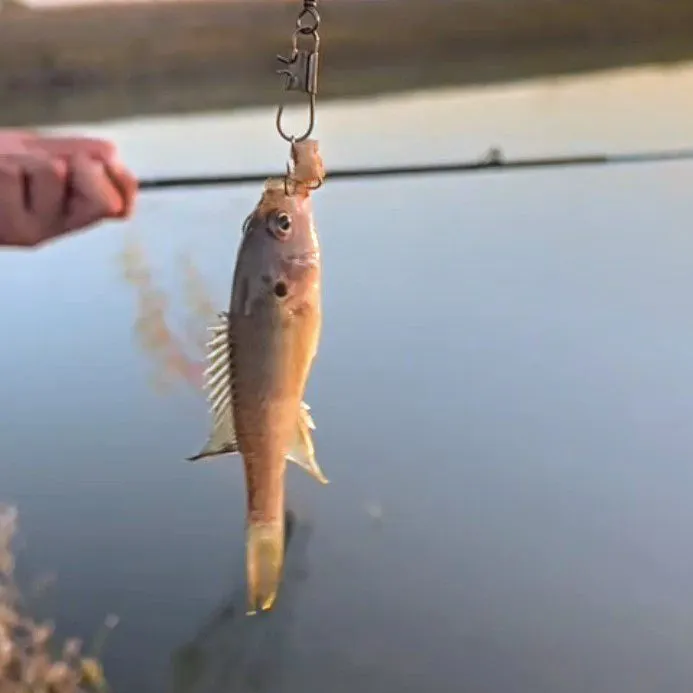 Green sunfish caught on Fishbrain
