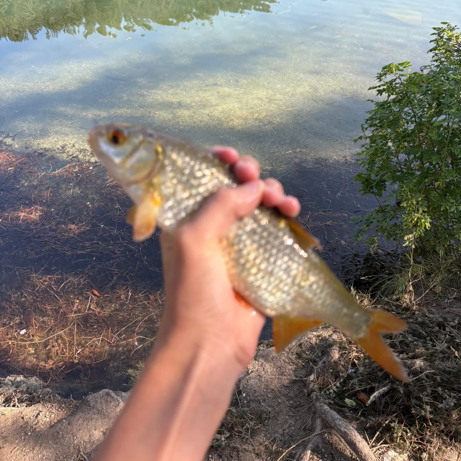 Common roach caught on Fishbrain