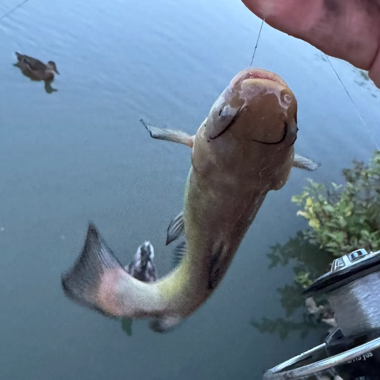 Yellow bullhead caught on Fishbrain