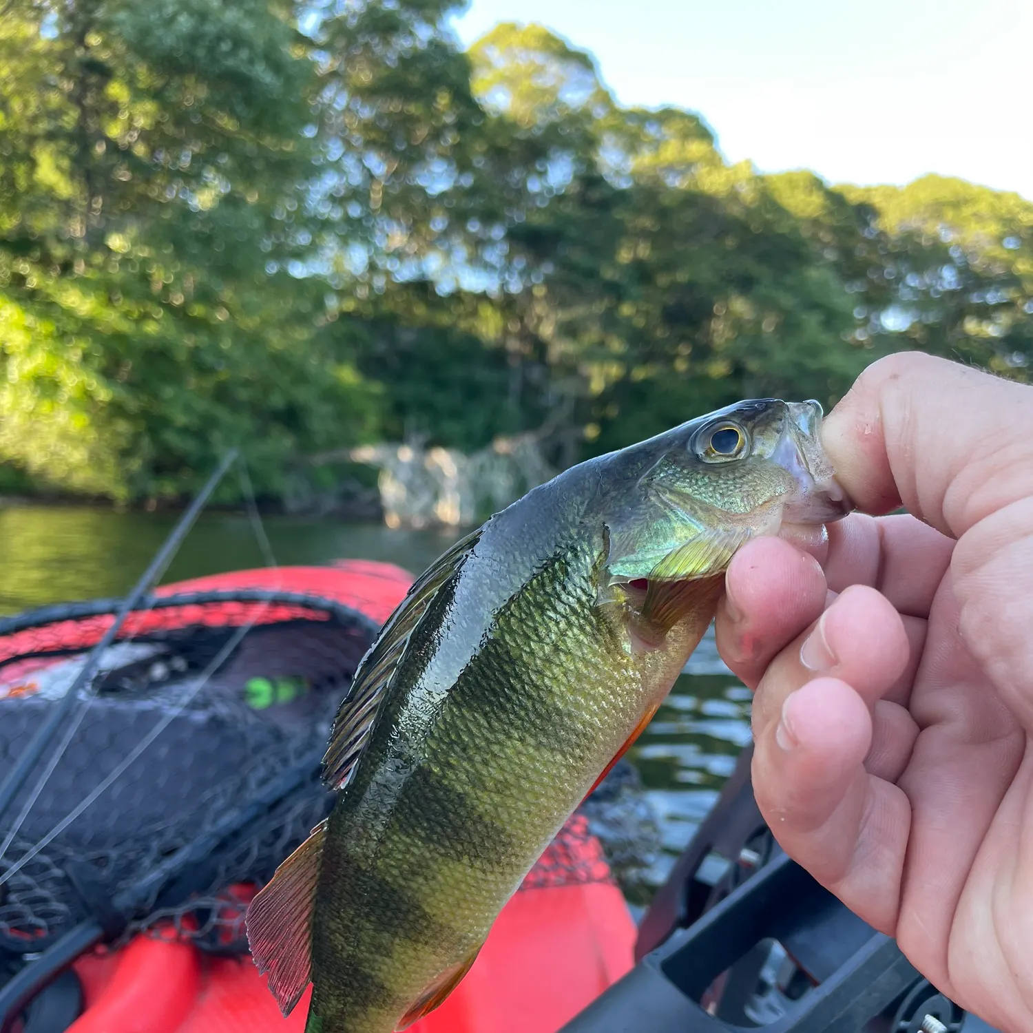 Yellow perch caught on Fishbrain