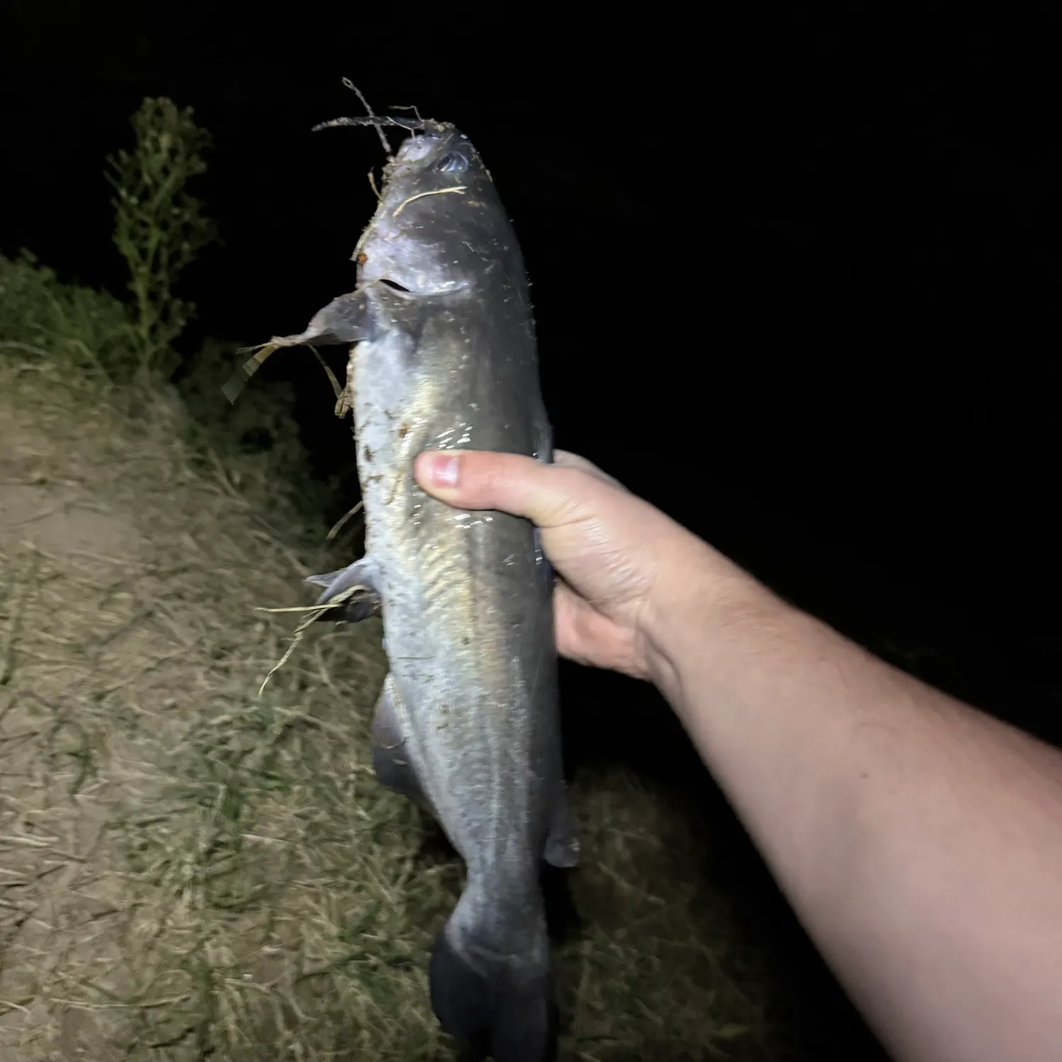 Channel catfish caught on Fishbrain