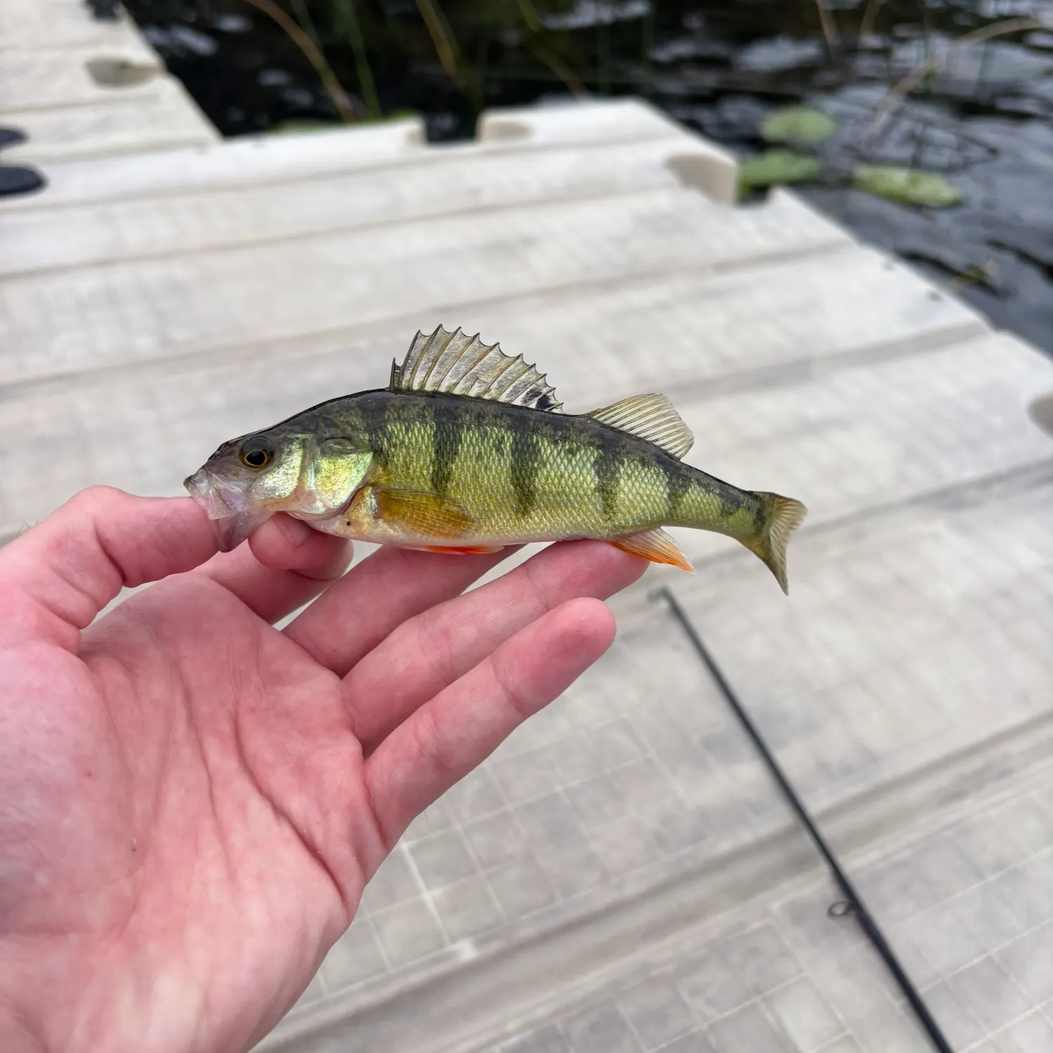 Yellow perch caught on Fishbrain
