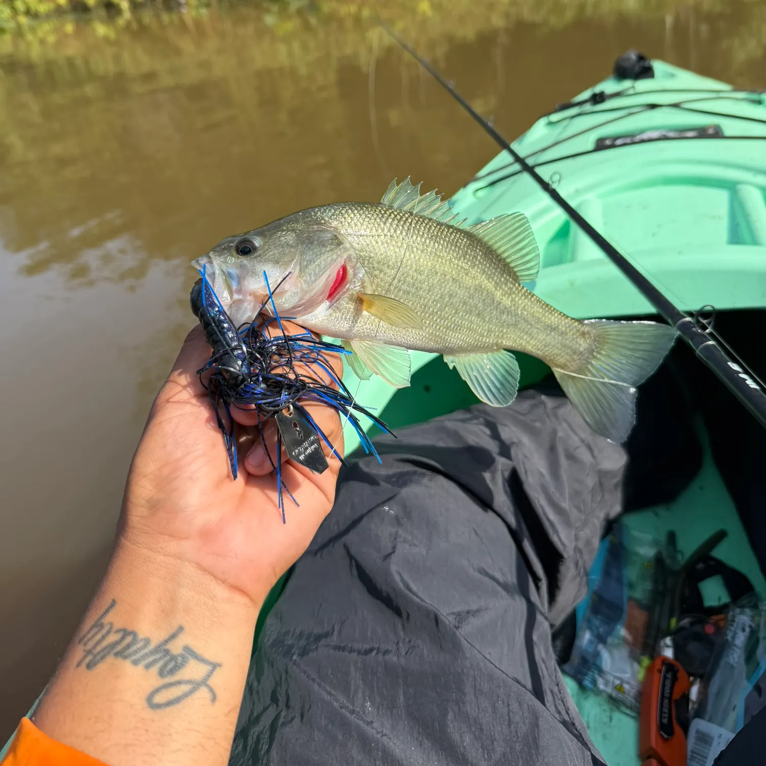 Largemouth bass caught on Fishbrain