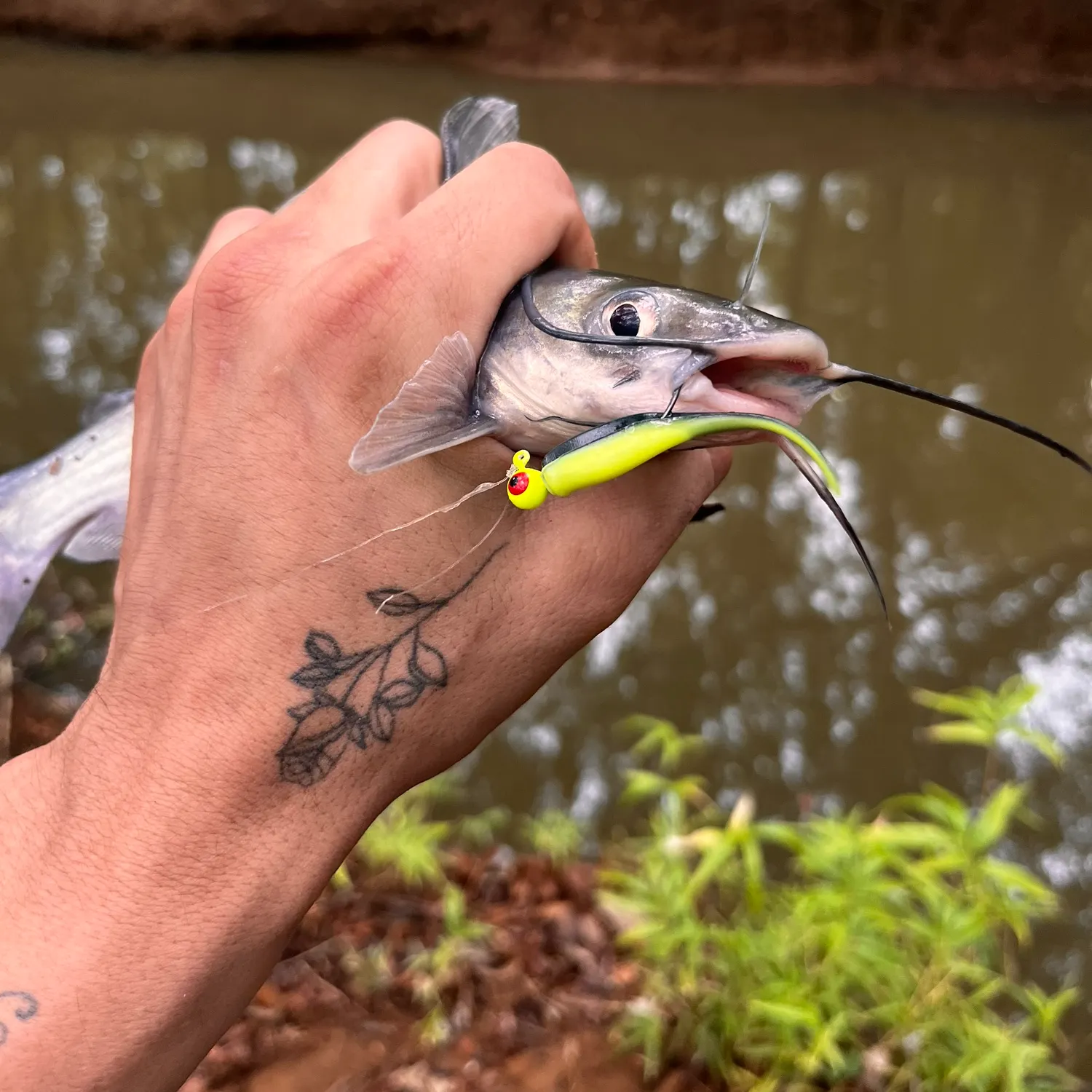 Channel catfish caught on Fishbrain