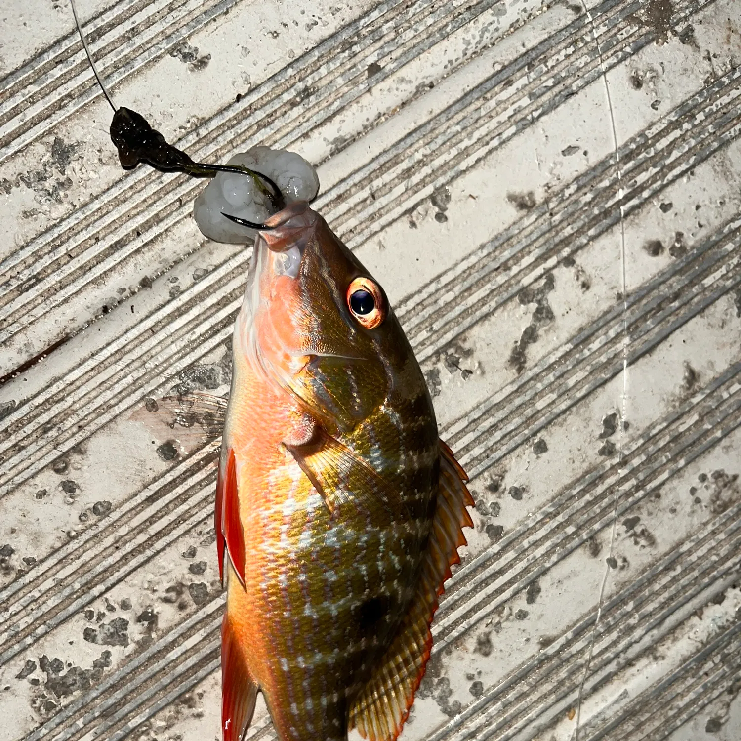 The most recent Cubera snapper catches on Fishbrain