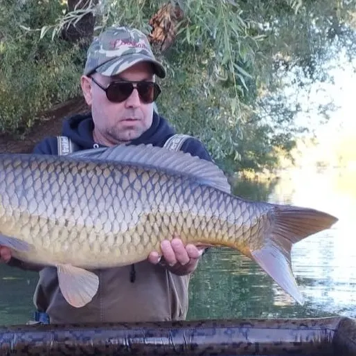 Common carp caught on Fishbrain