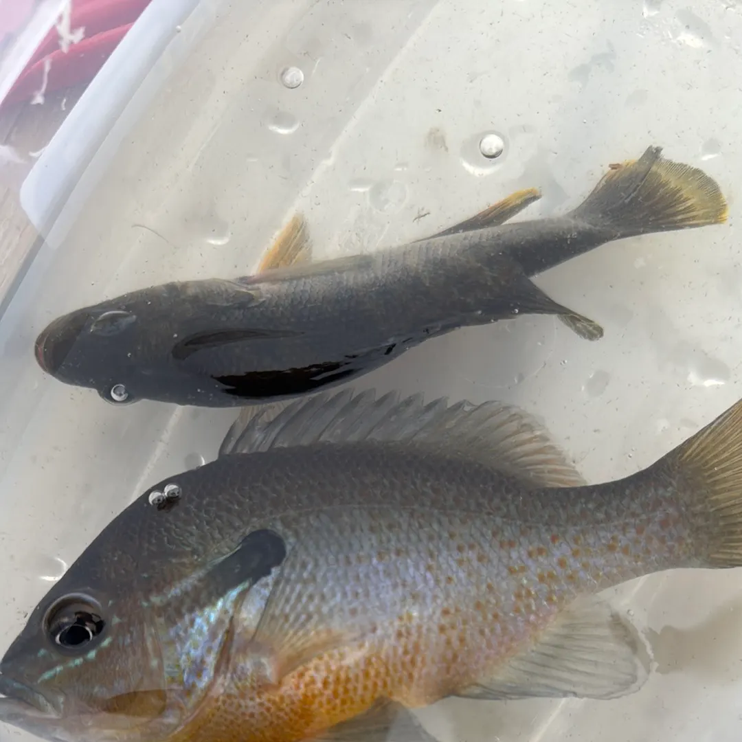 Redbreast sunfish caught on Fishbrain