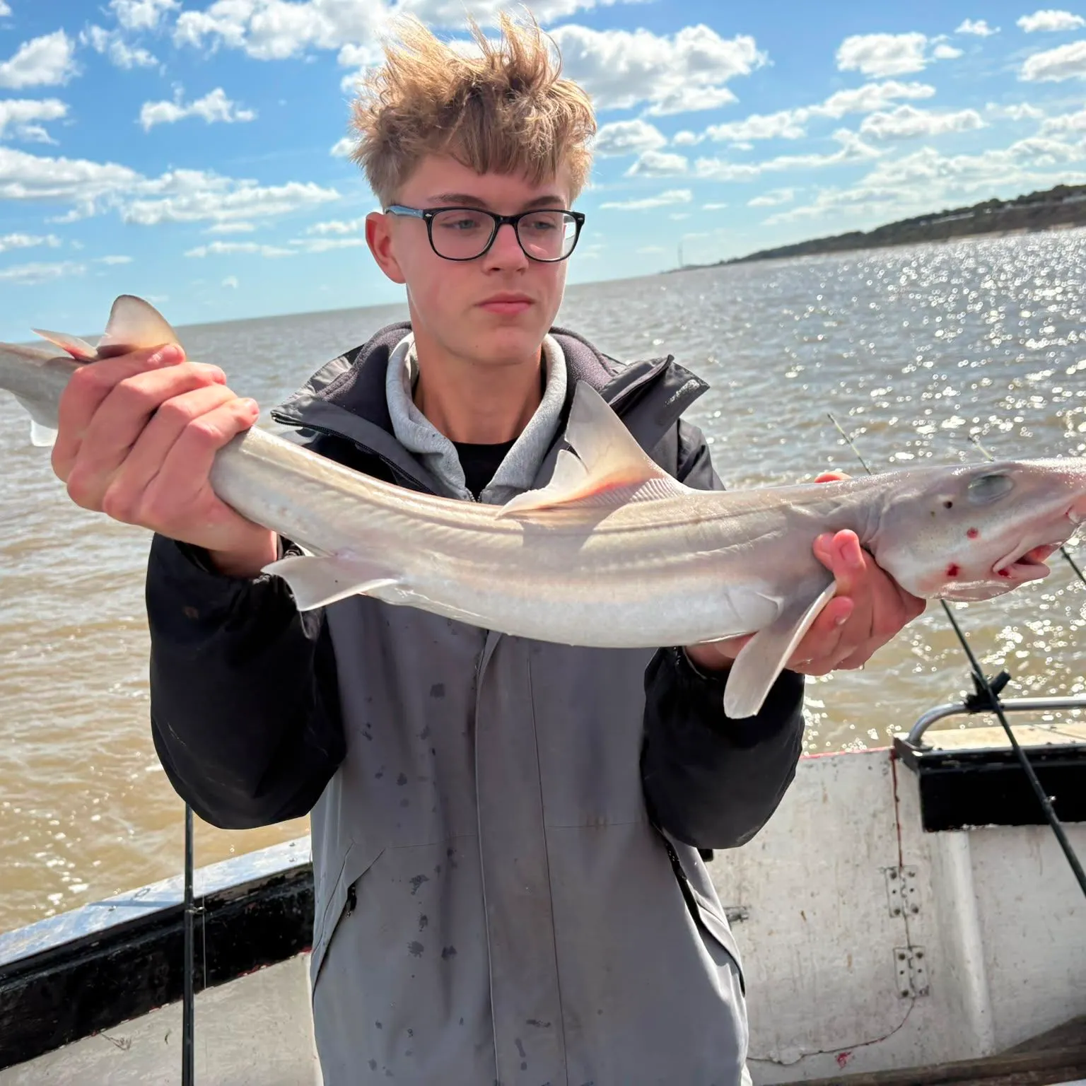 The most recent Starry smooth-hound catches on Fishbrain