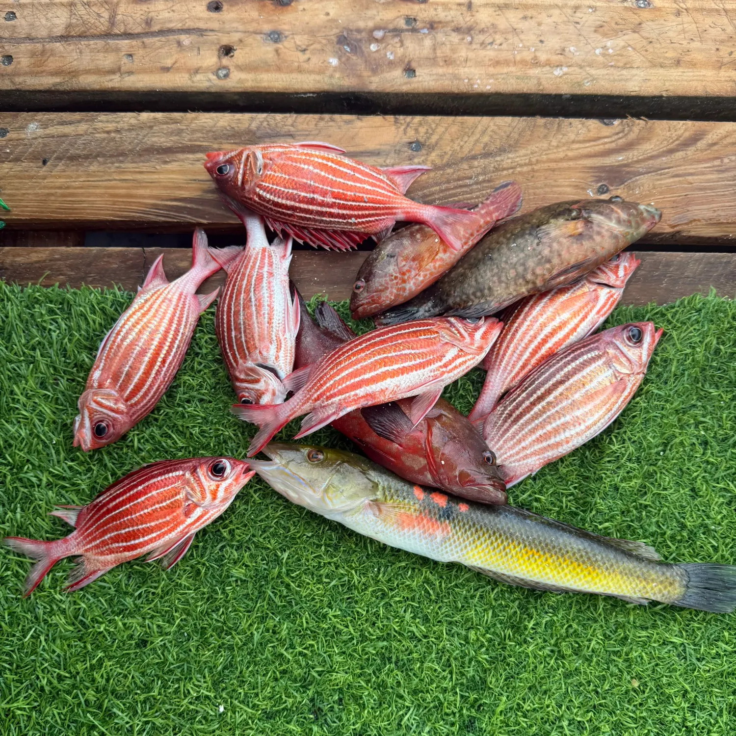 recently logged catches
