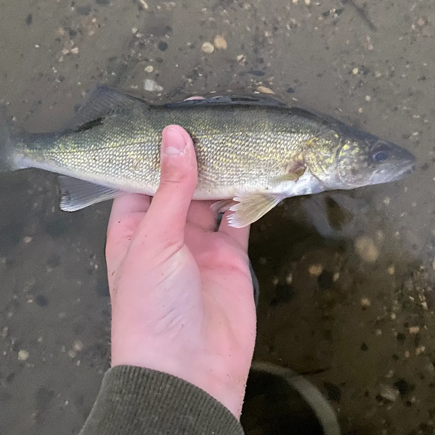 Walleye caught on Fishbrain