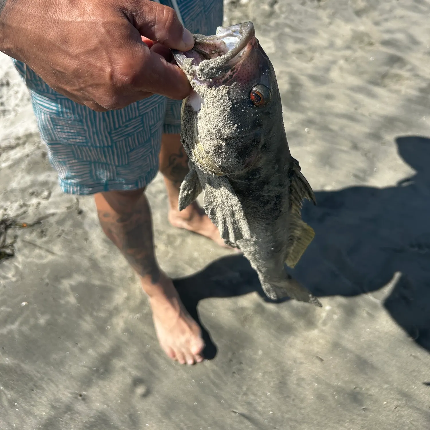 recently logged catches