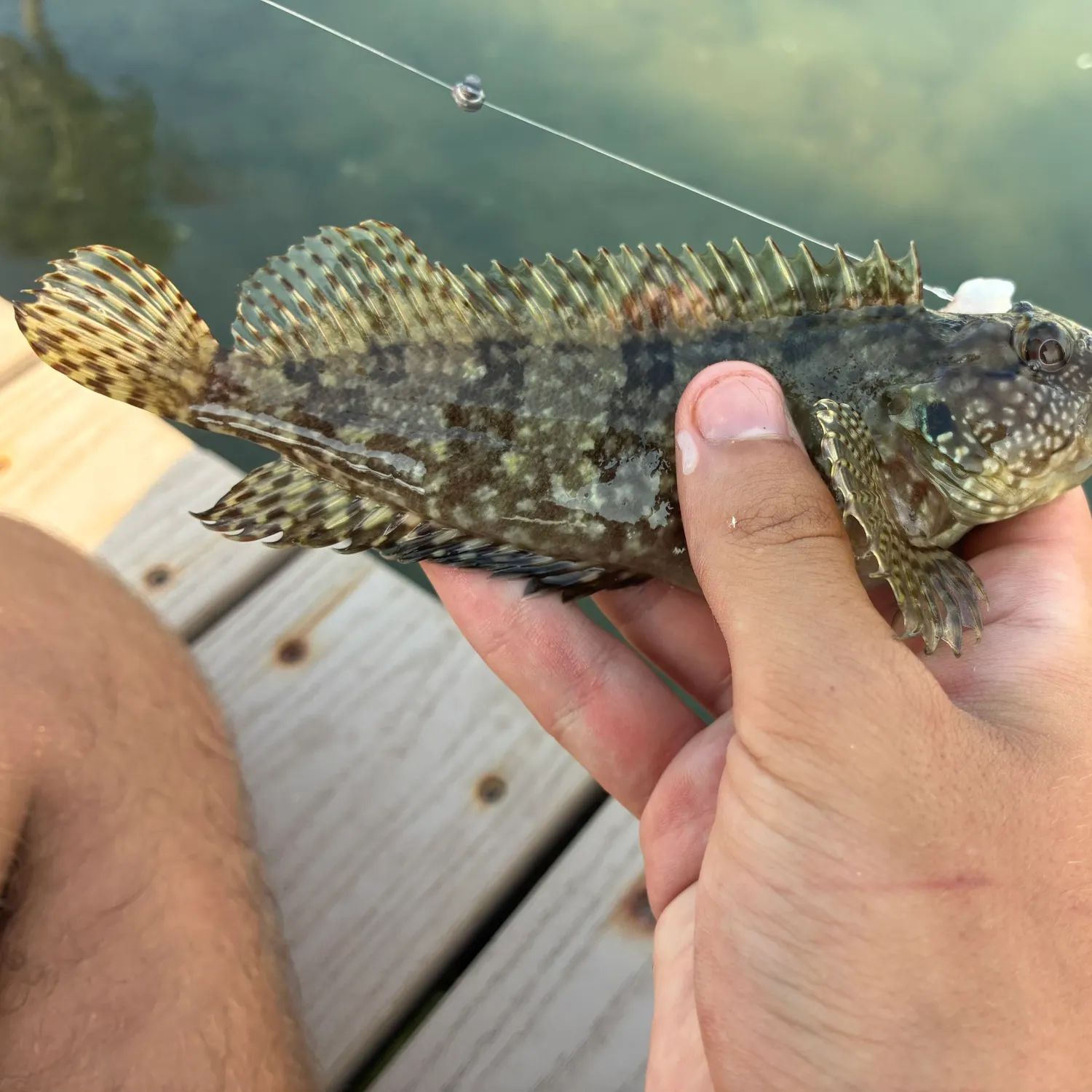 The most recent Hairy blenny catches on Fishbrain