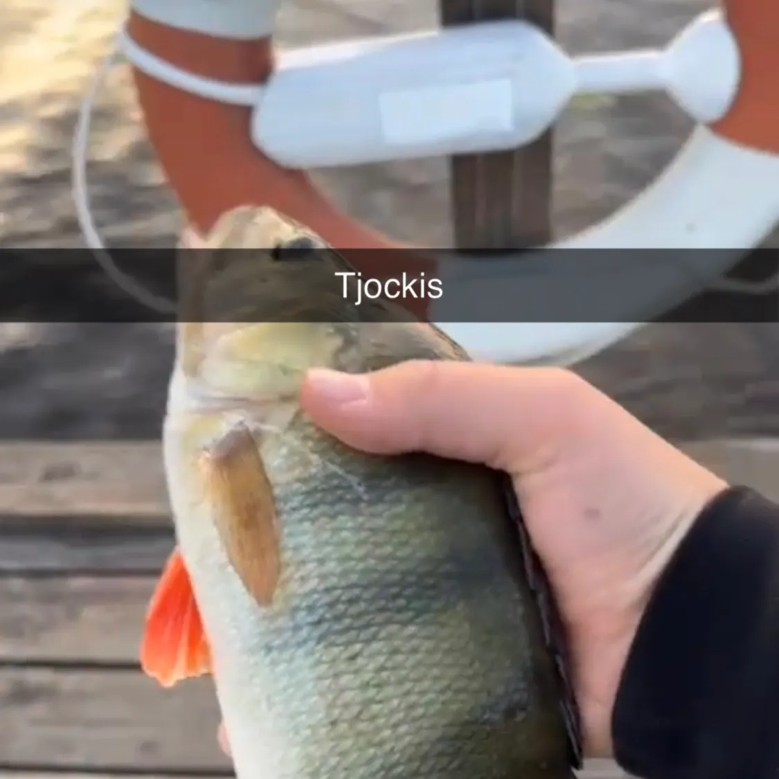 European perch caught on Fishbrain