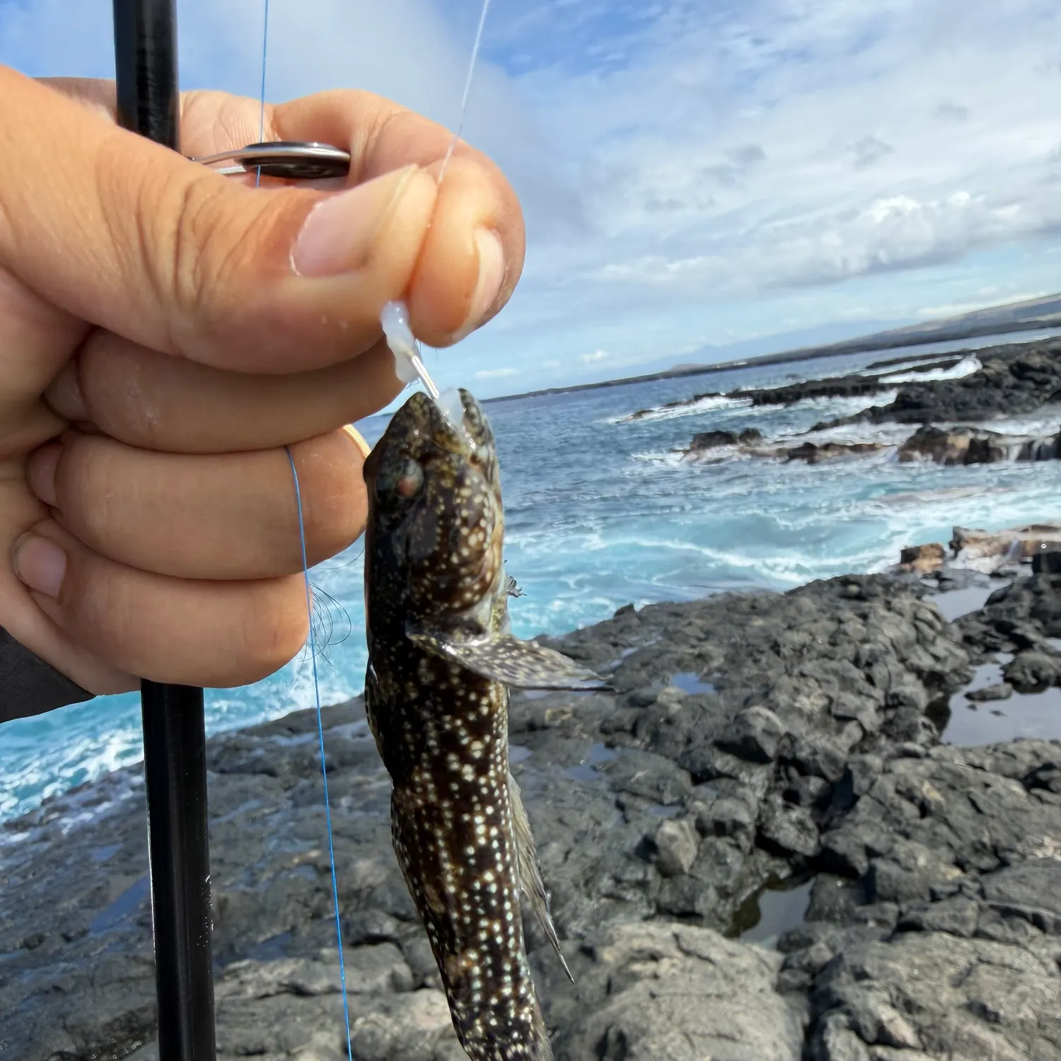 The most recent Streaky rockskipper catches on Fishbrain