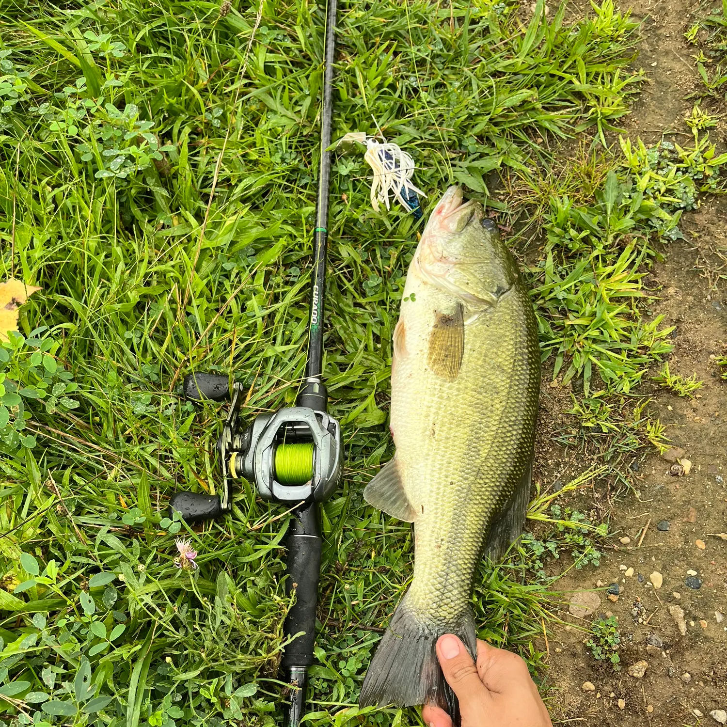 Largemouth bass caught on Fishbrain