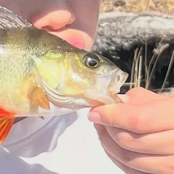 European perch caught on Fishbrain