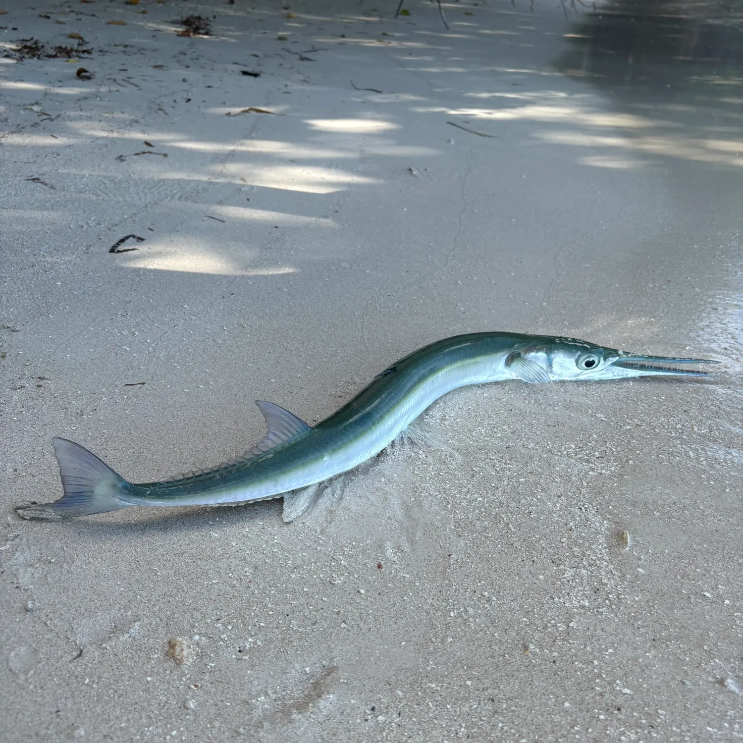 The most recent Flat needlefish catches on Fishbrain