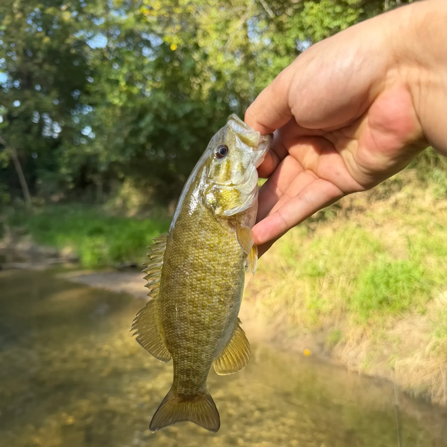 Smallmouth bass caught on Fishbrain