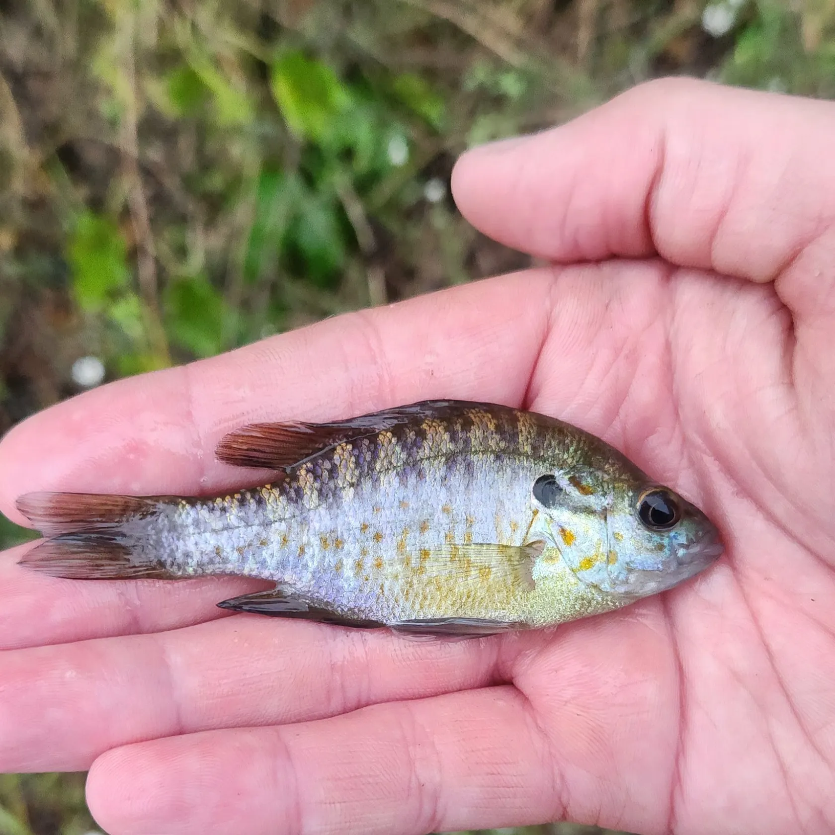 The most recent Bluegill x orangespotted sunfish catches on Fishbrain