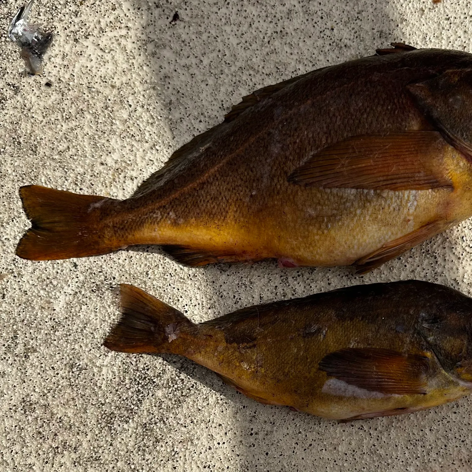 The most recent Widow rockfish catches on Fishbrain