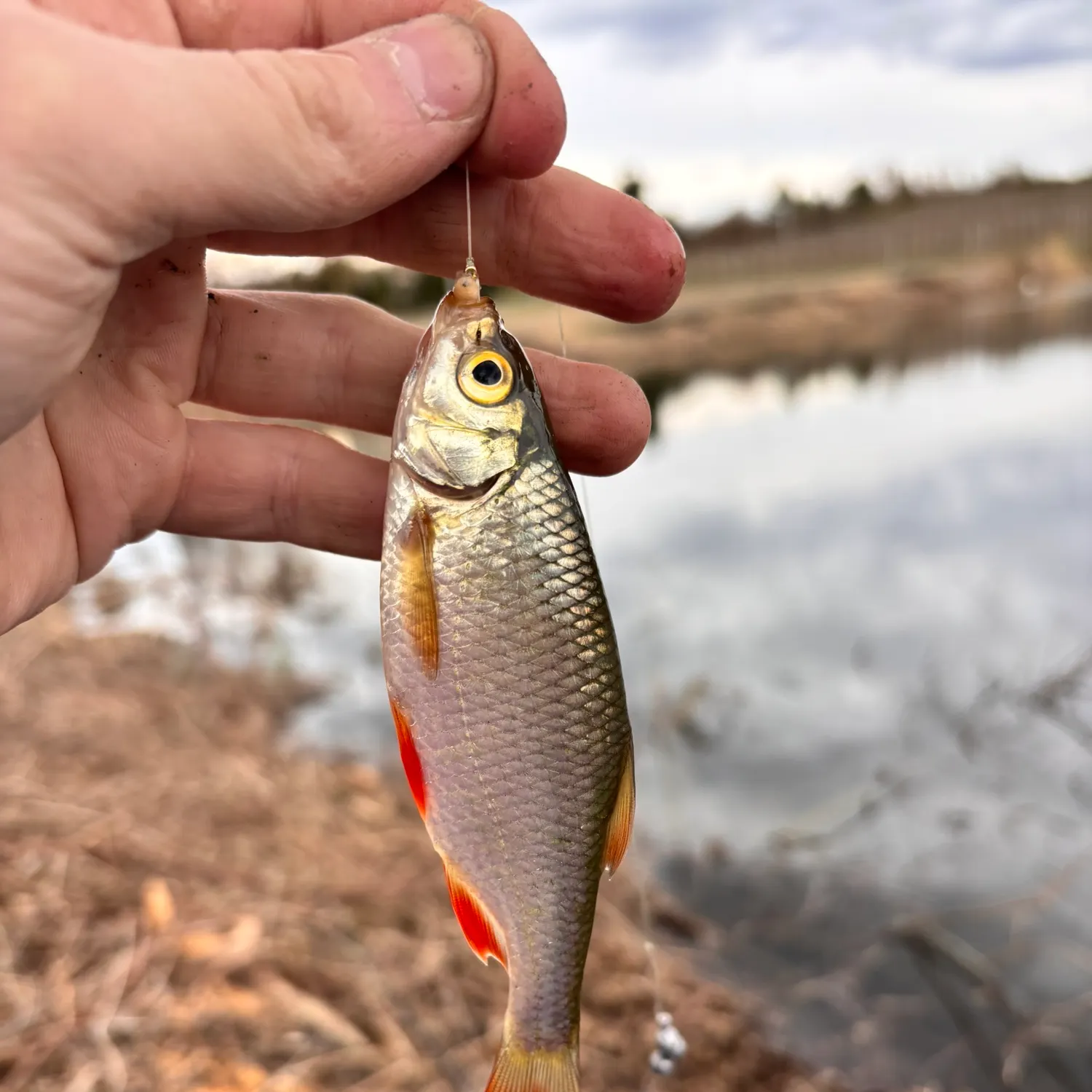 The most recent Common rudd catches on Fishbrain
