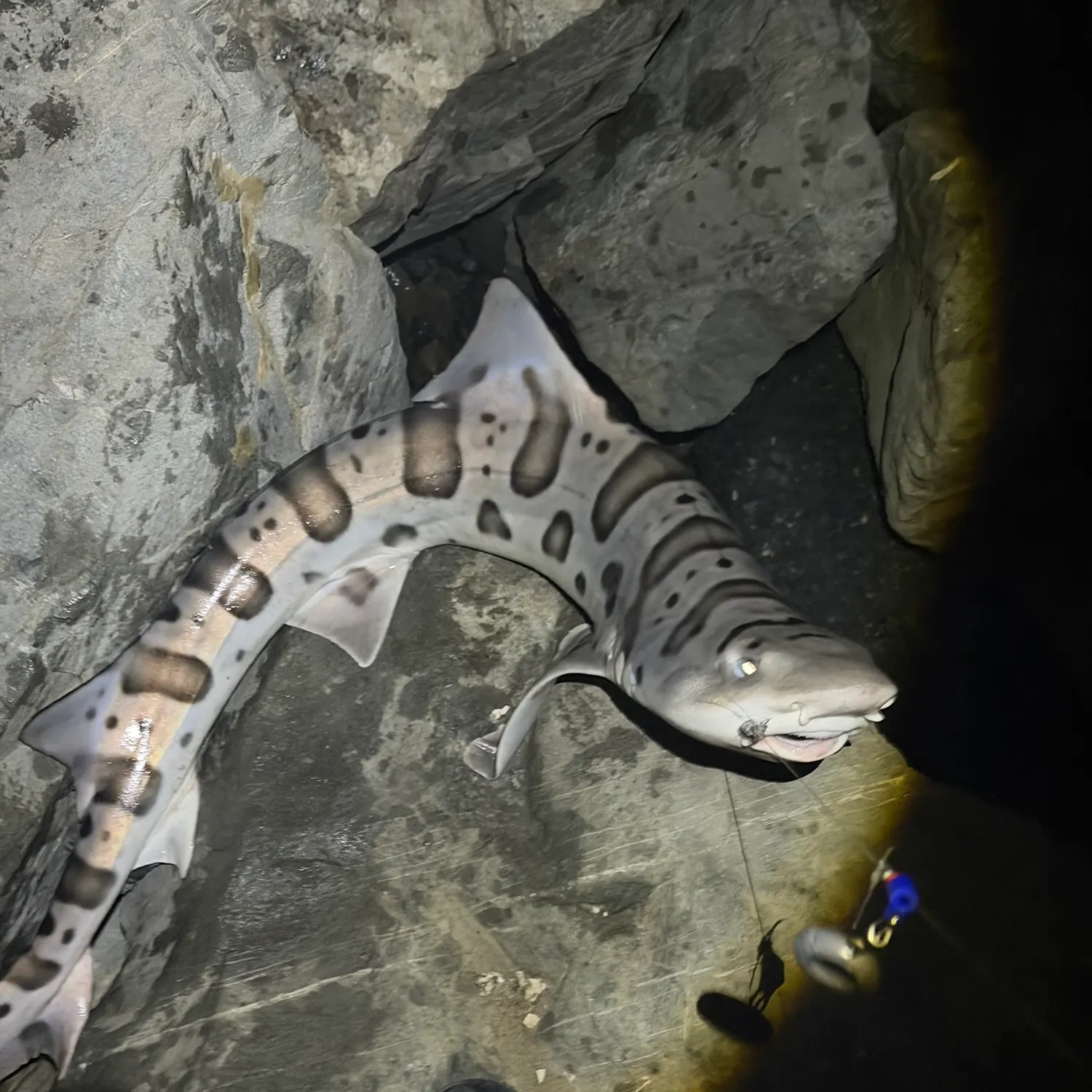 Leopard shark caught on Fishbrain