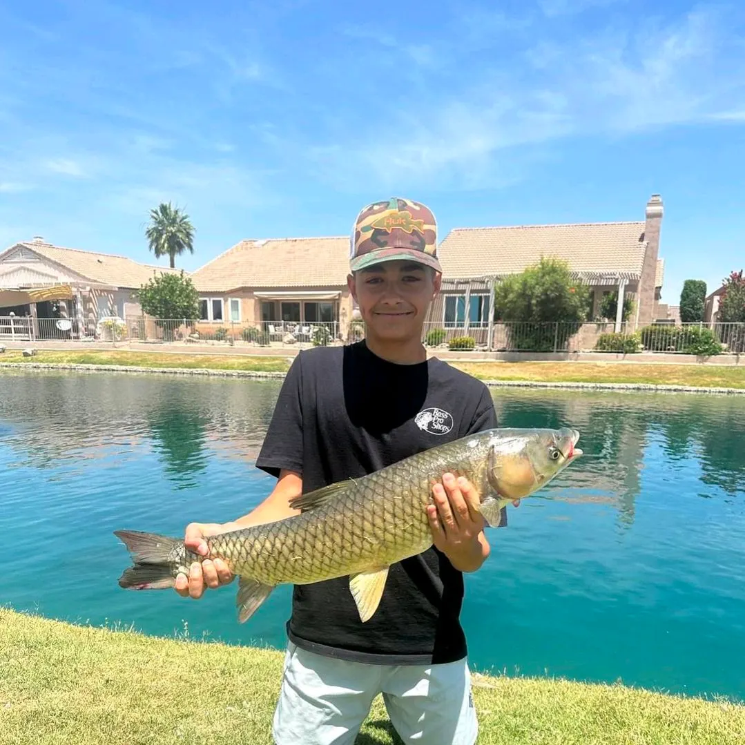 The most recent Grass carp catches on Fishbrain