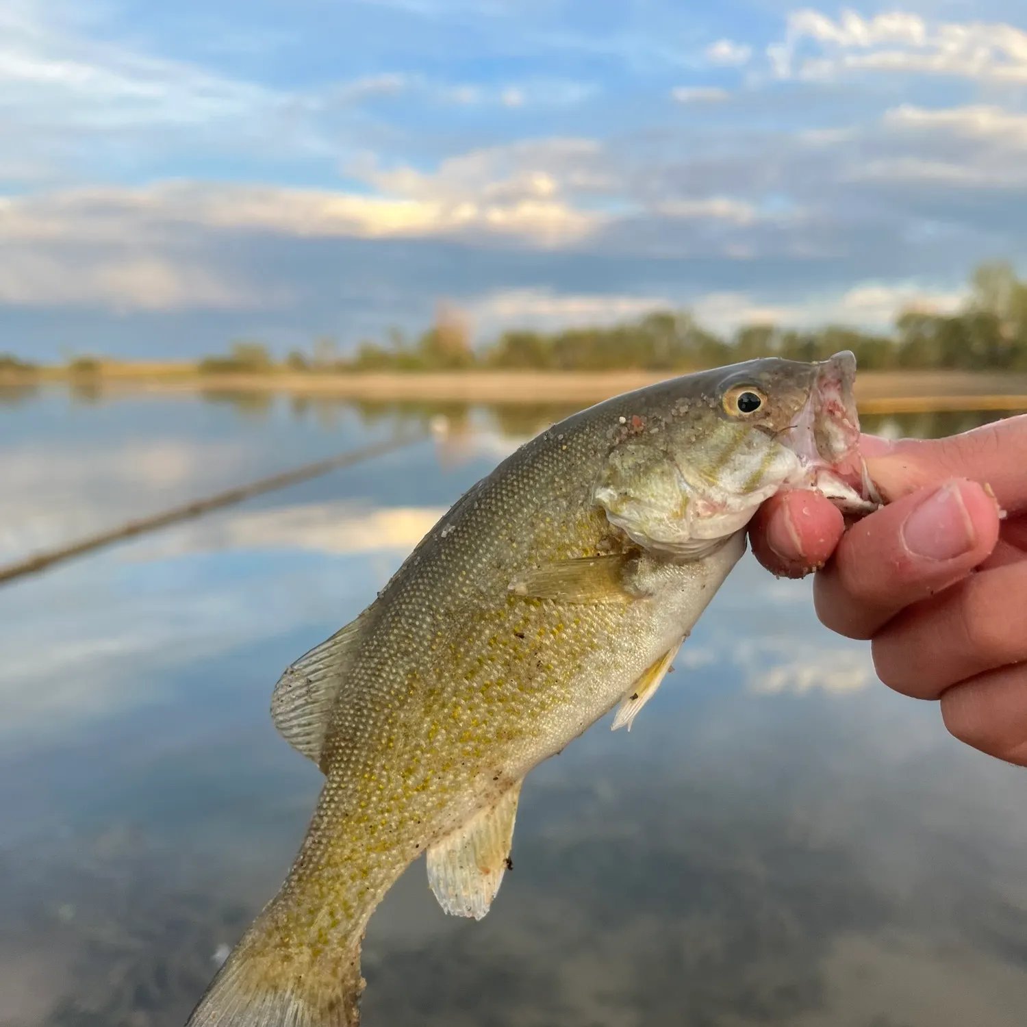 Smallmouth bass caught on Fishbrain