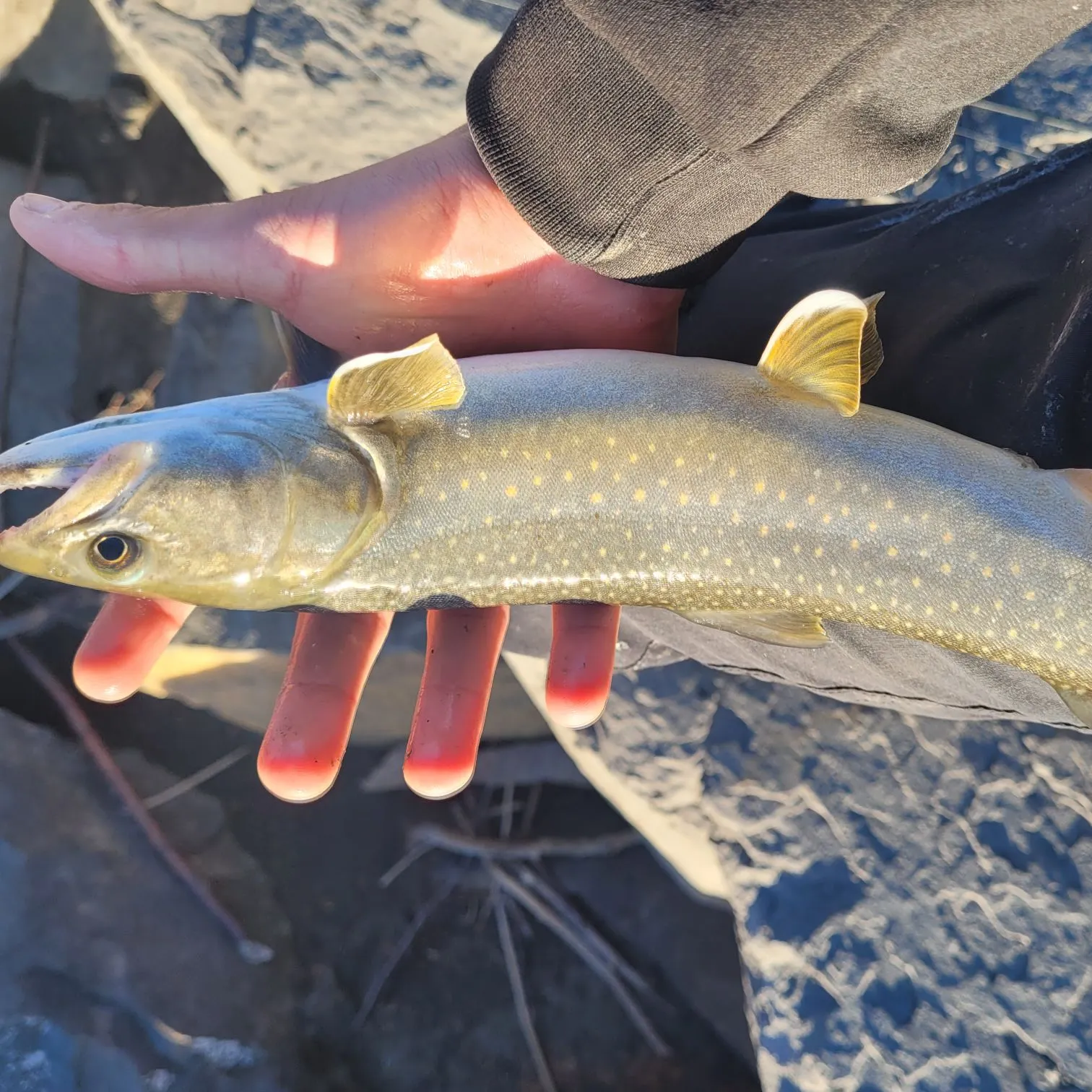 Bull trout caught on Fishbrain