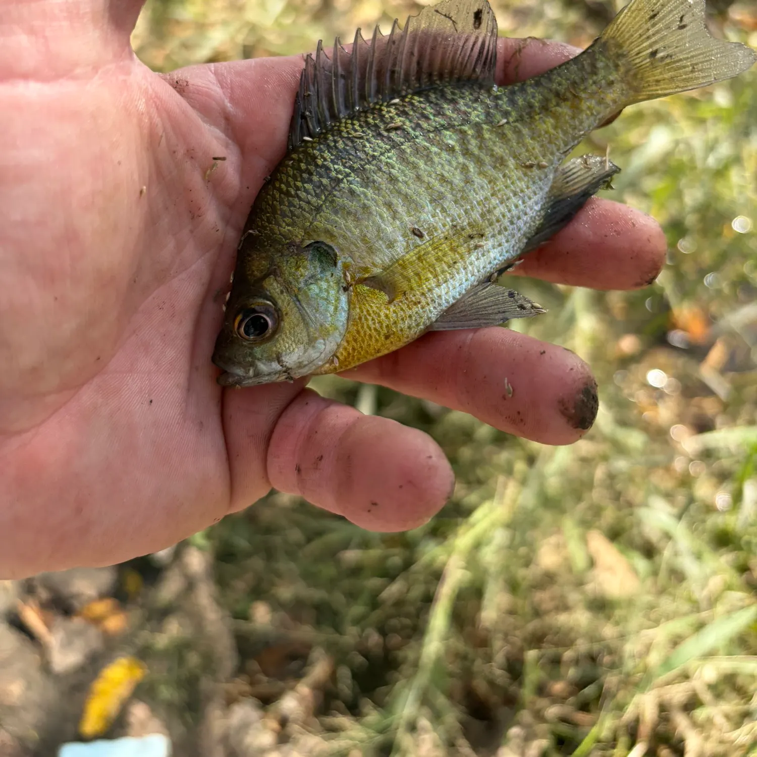 Bluegill caught on Fishbrain