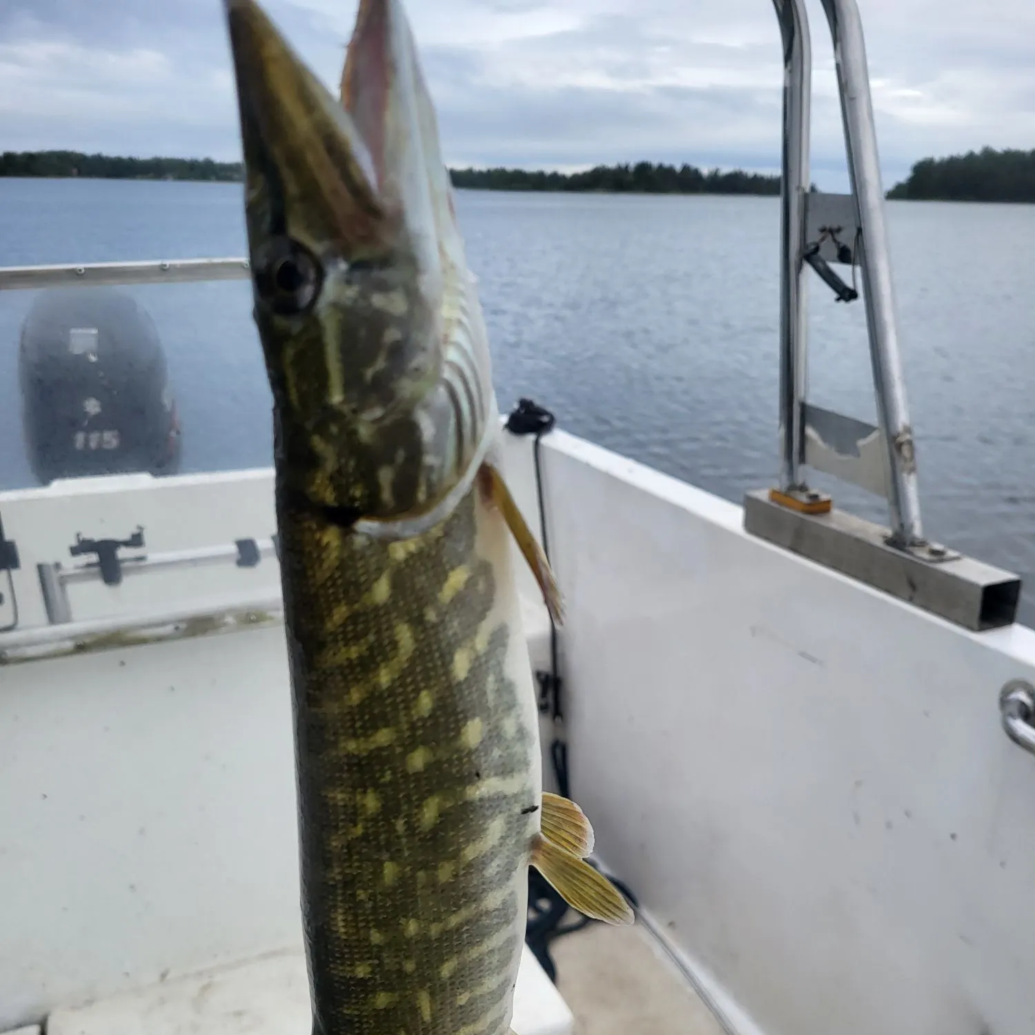 The most recent Northern pike catches on Fishbrain