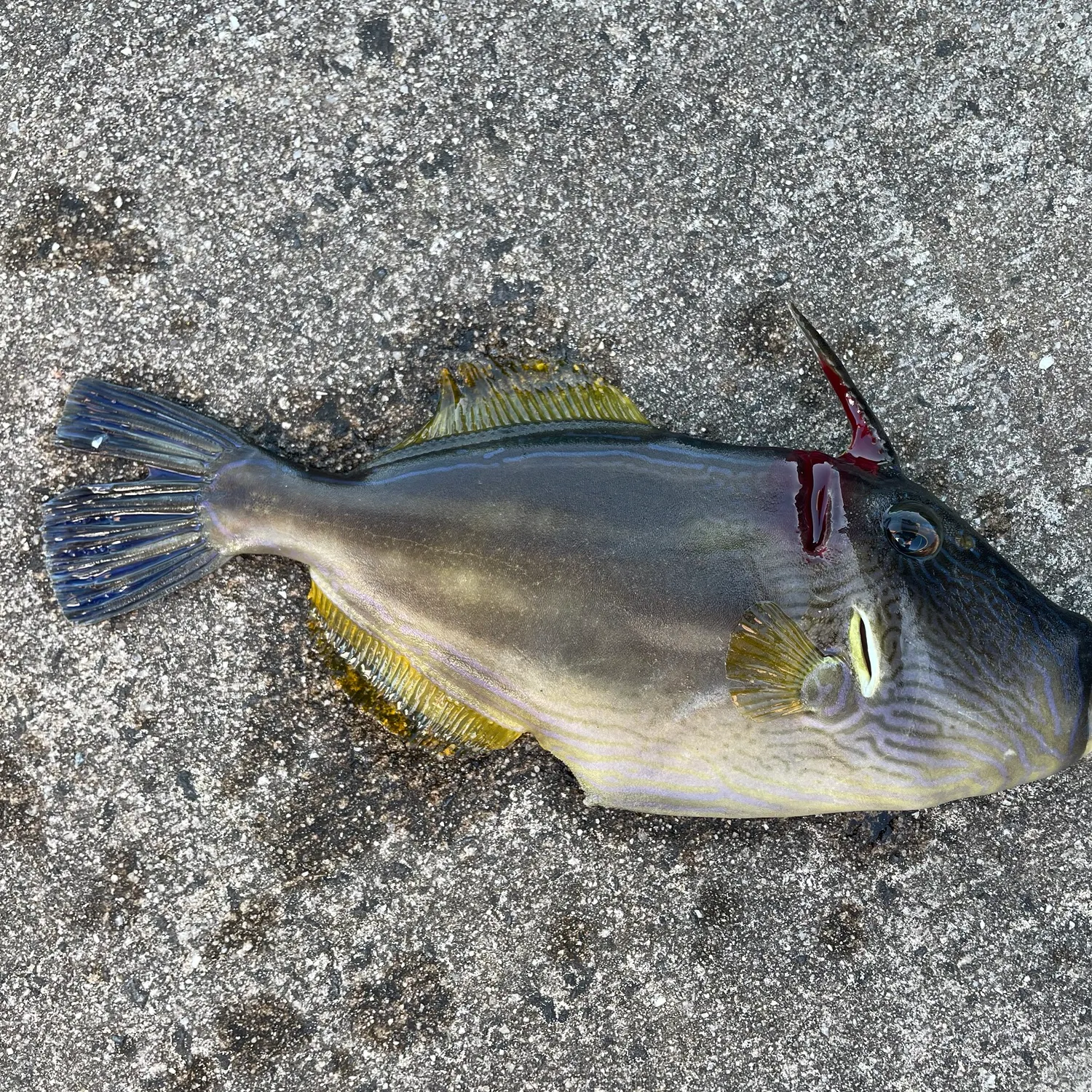 Yellowfin leatherjacket caught on Fishbrain