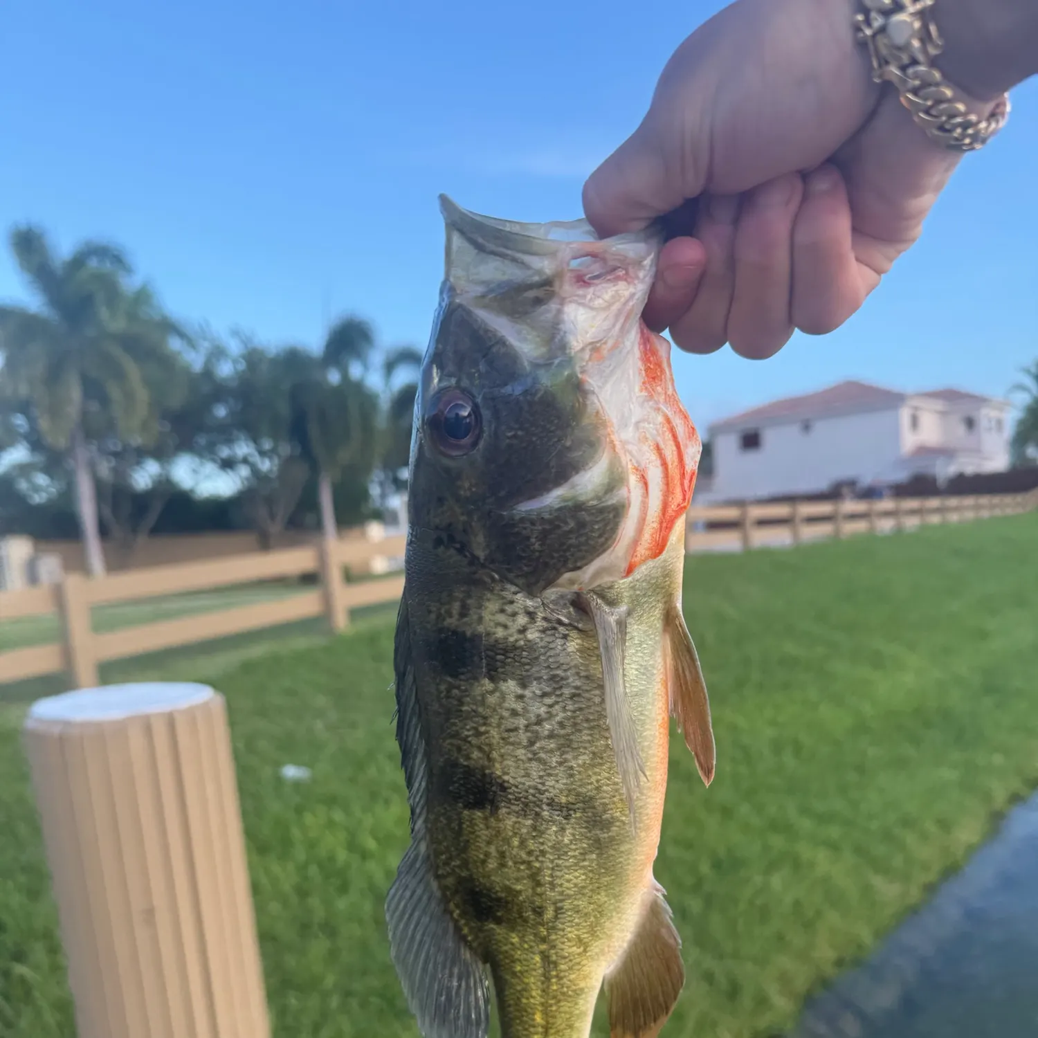 Butterfly peacock bass caught on Fishbrain
