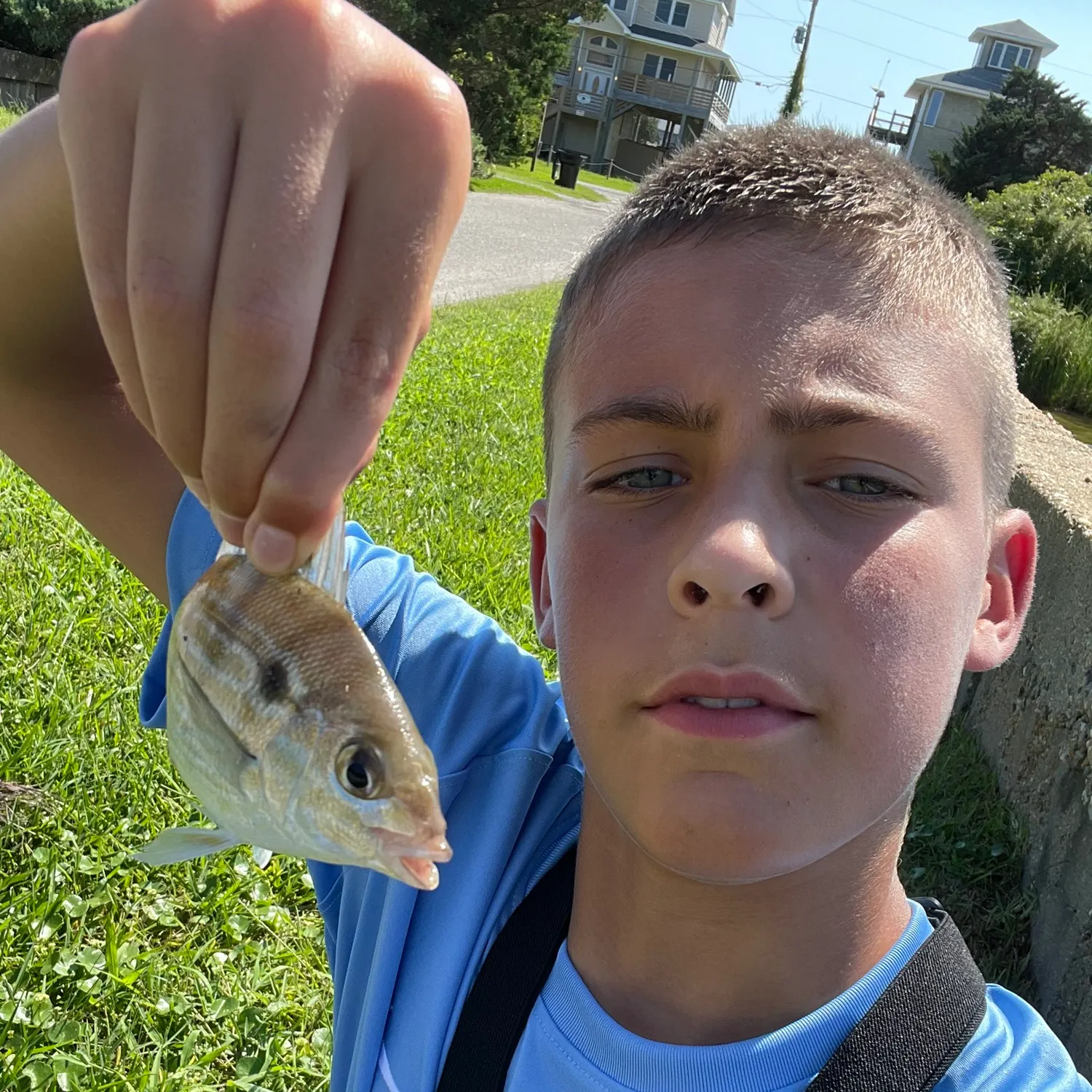 Pinfish caught on Fishbrain