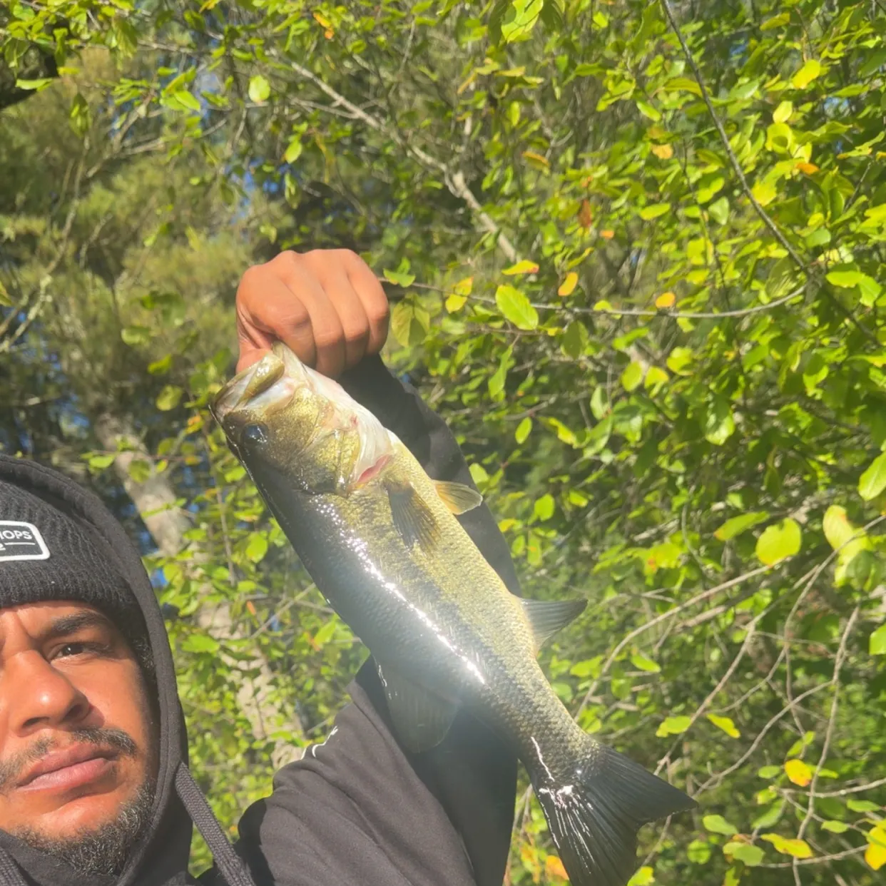 Largemouth bass caught on Fishbrain