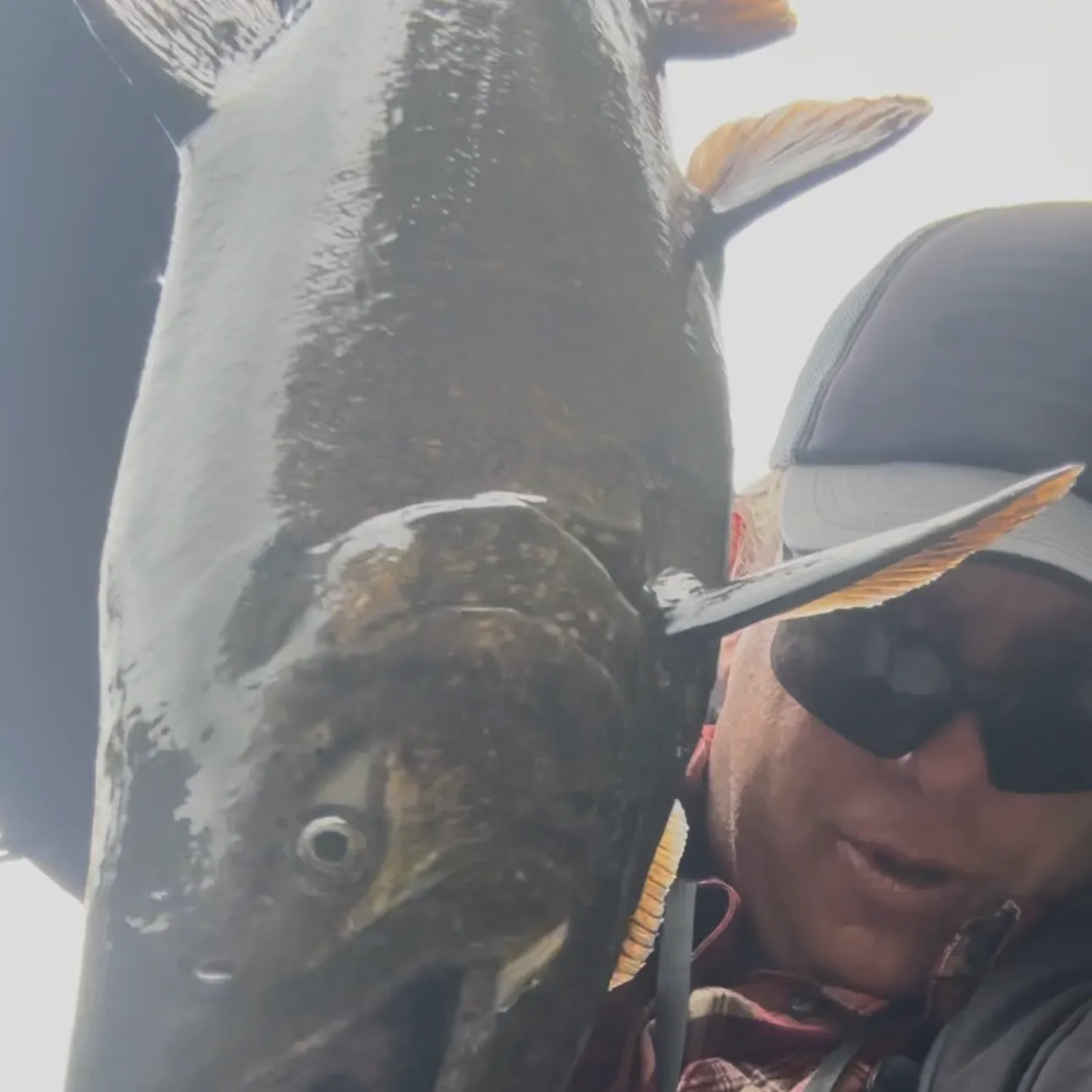 The most recent Chinook salmon catches on Fishbrain